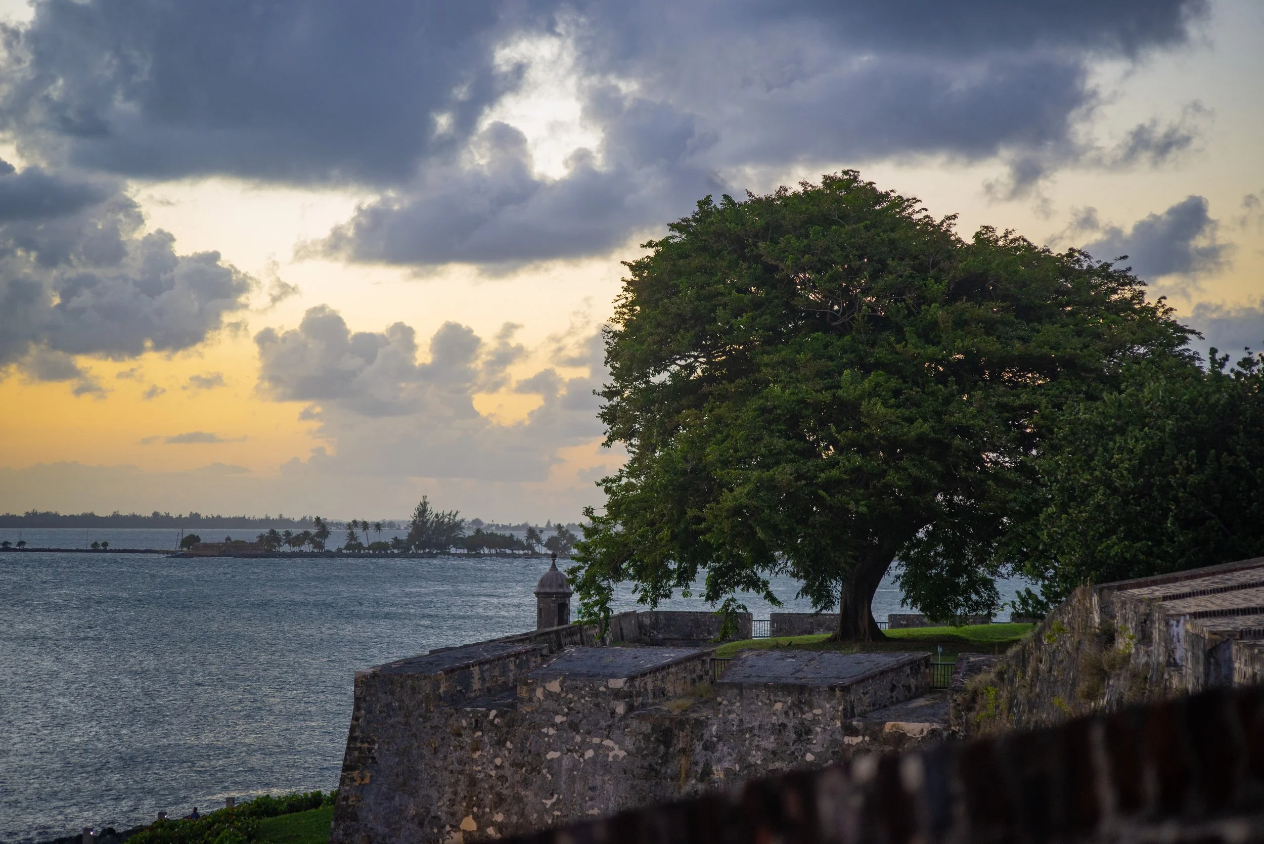 SanJaun Harbour Tree copy.jpg