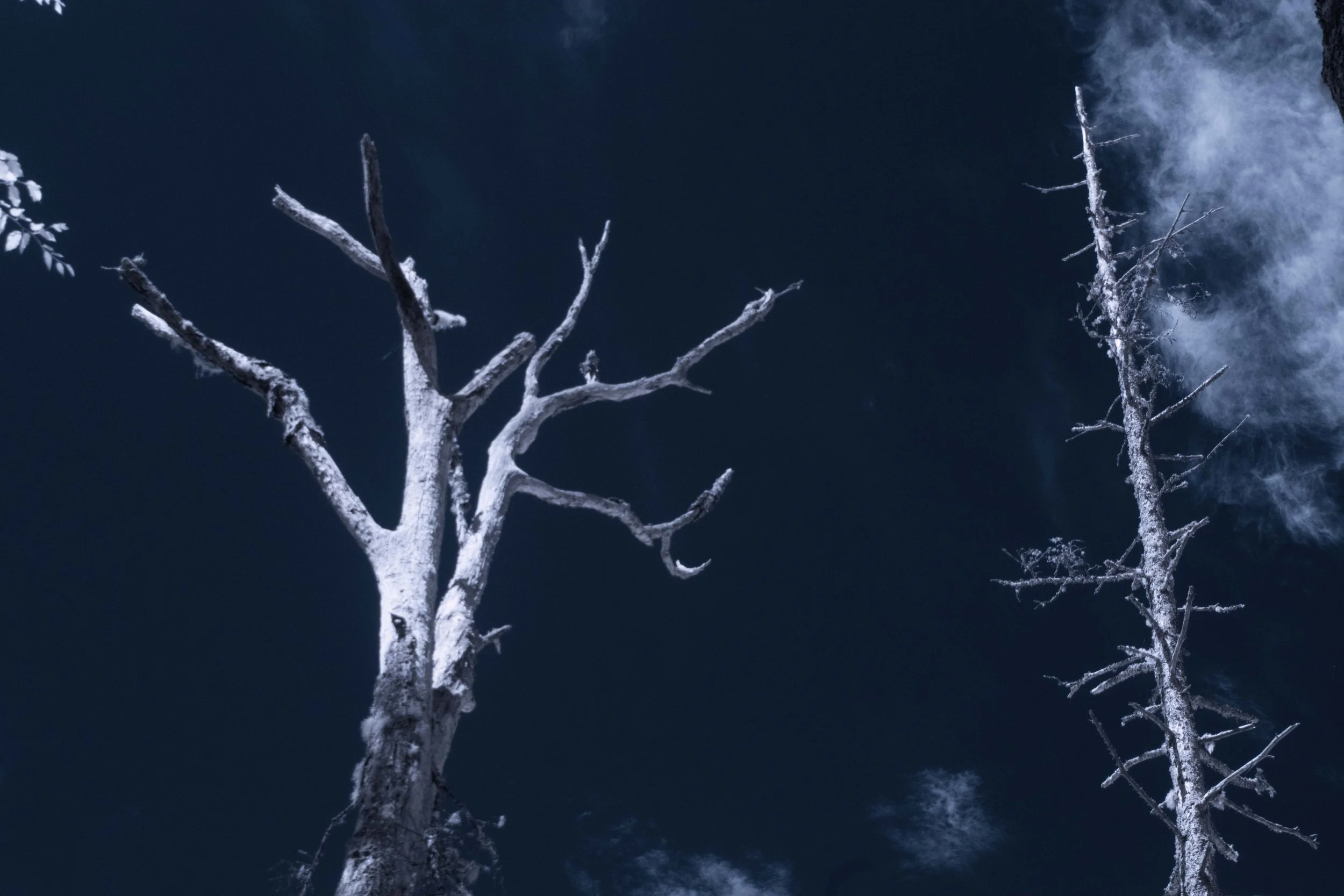 two dead trees and sky.jpg