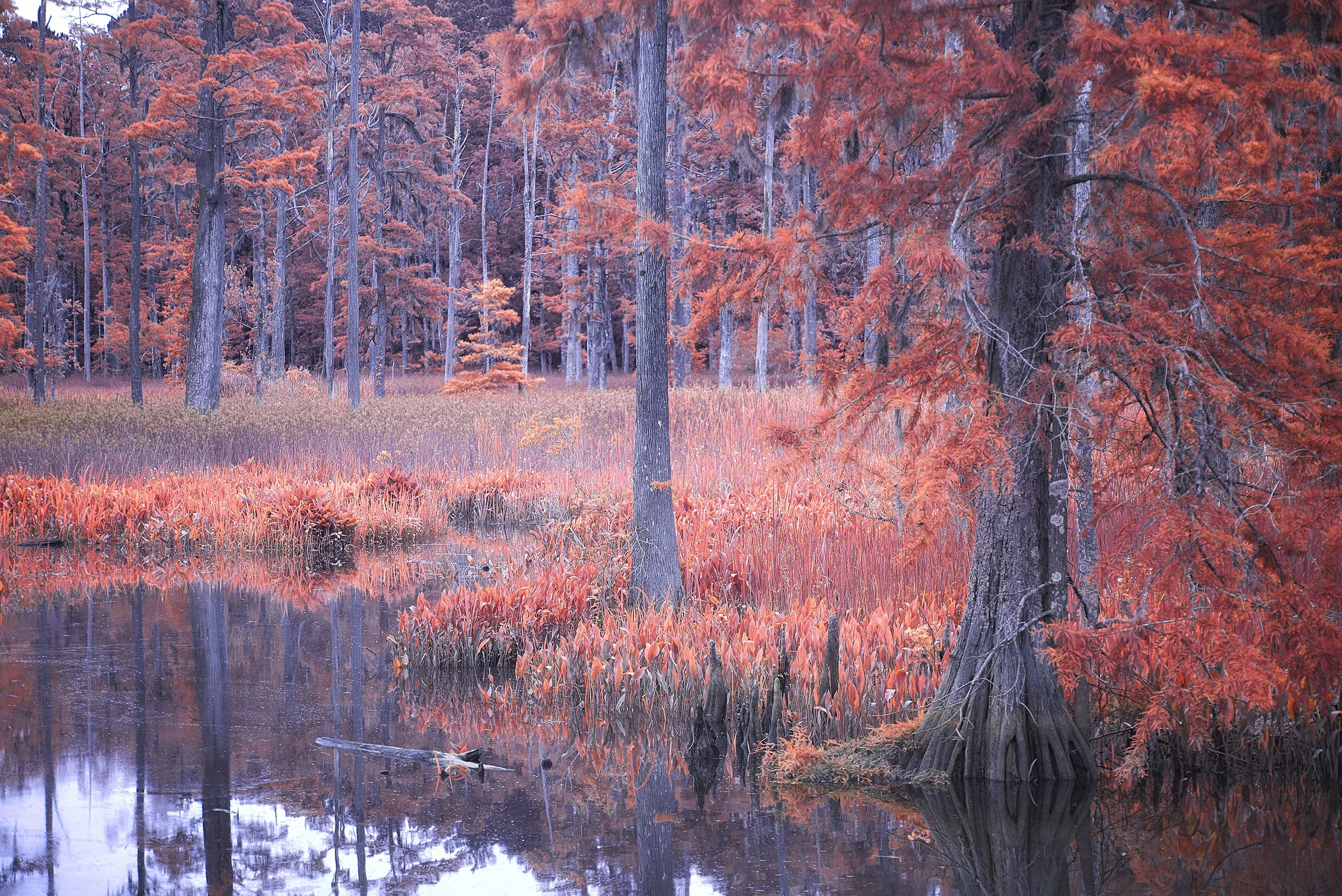 LelandCypress copy.jpg