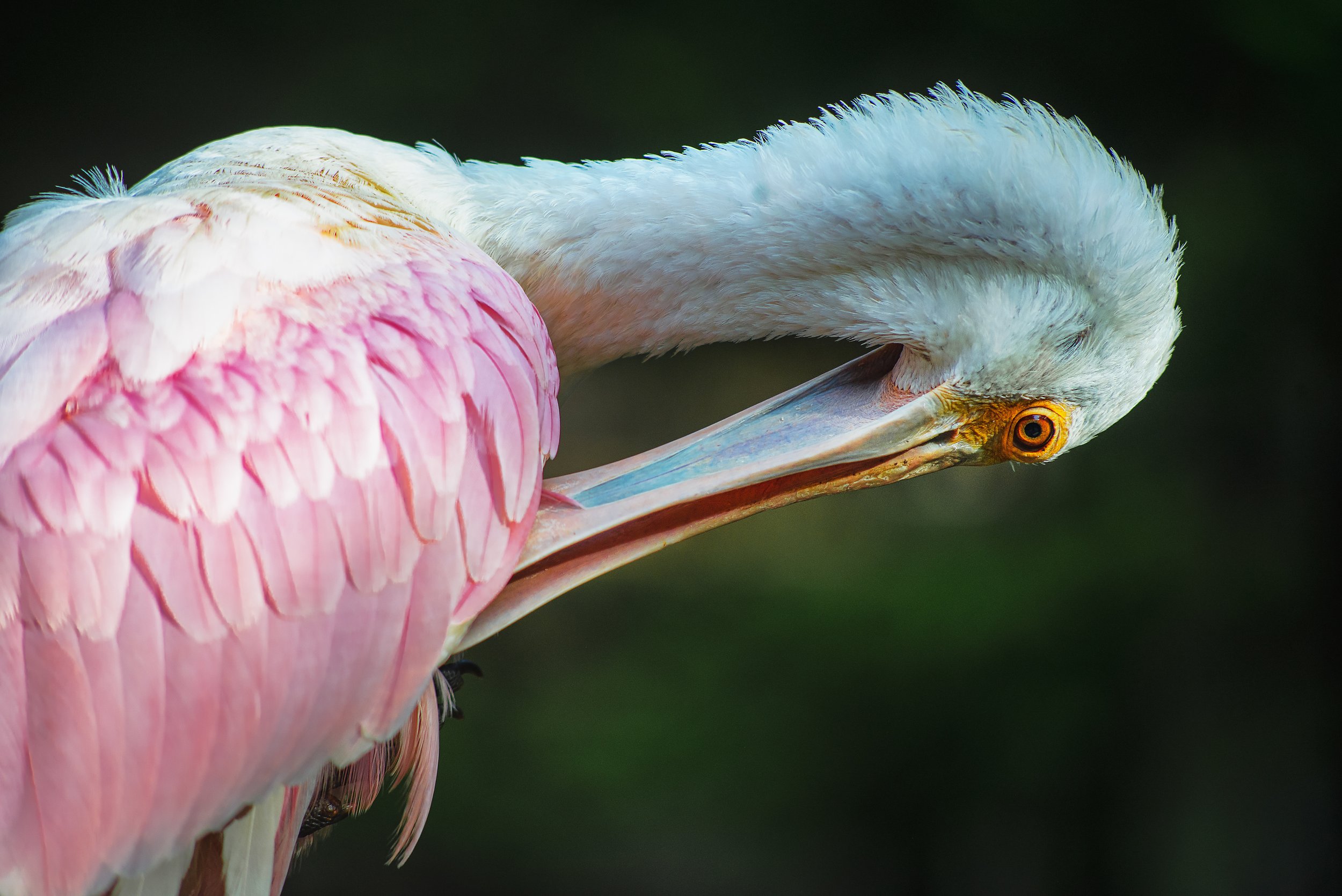 SpoonBillPortrait2 copy.jpg