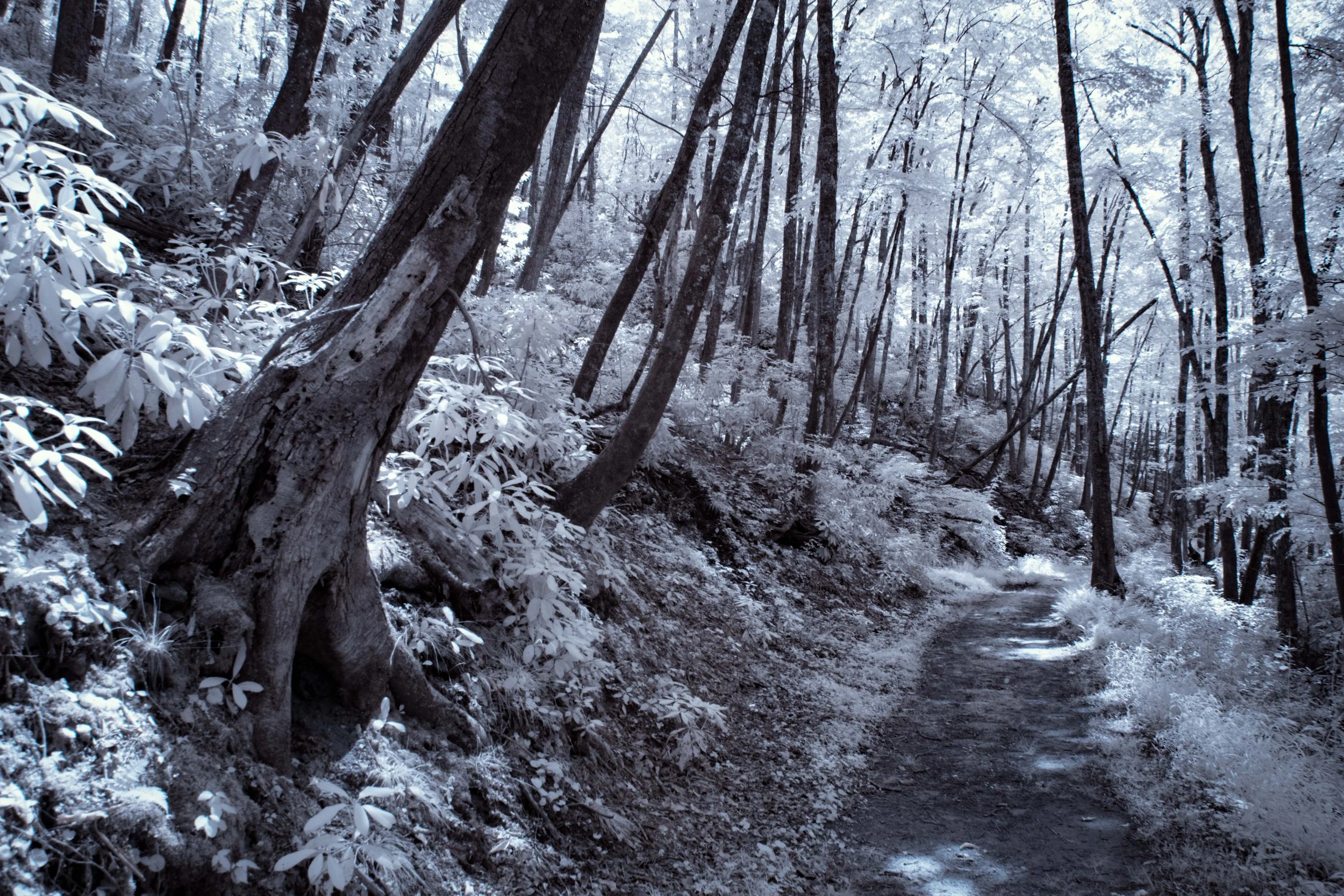 Leaning Trees in Retreat Path IR.jpg