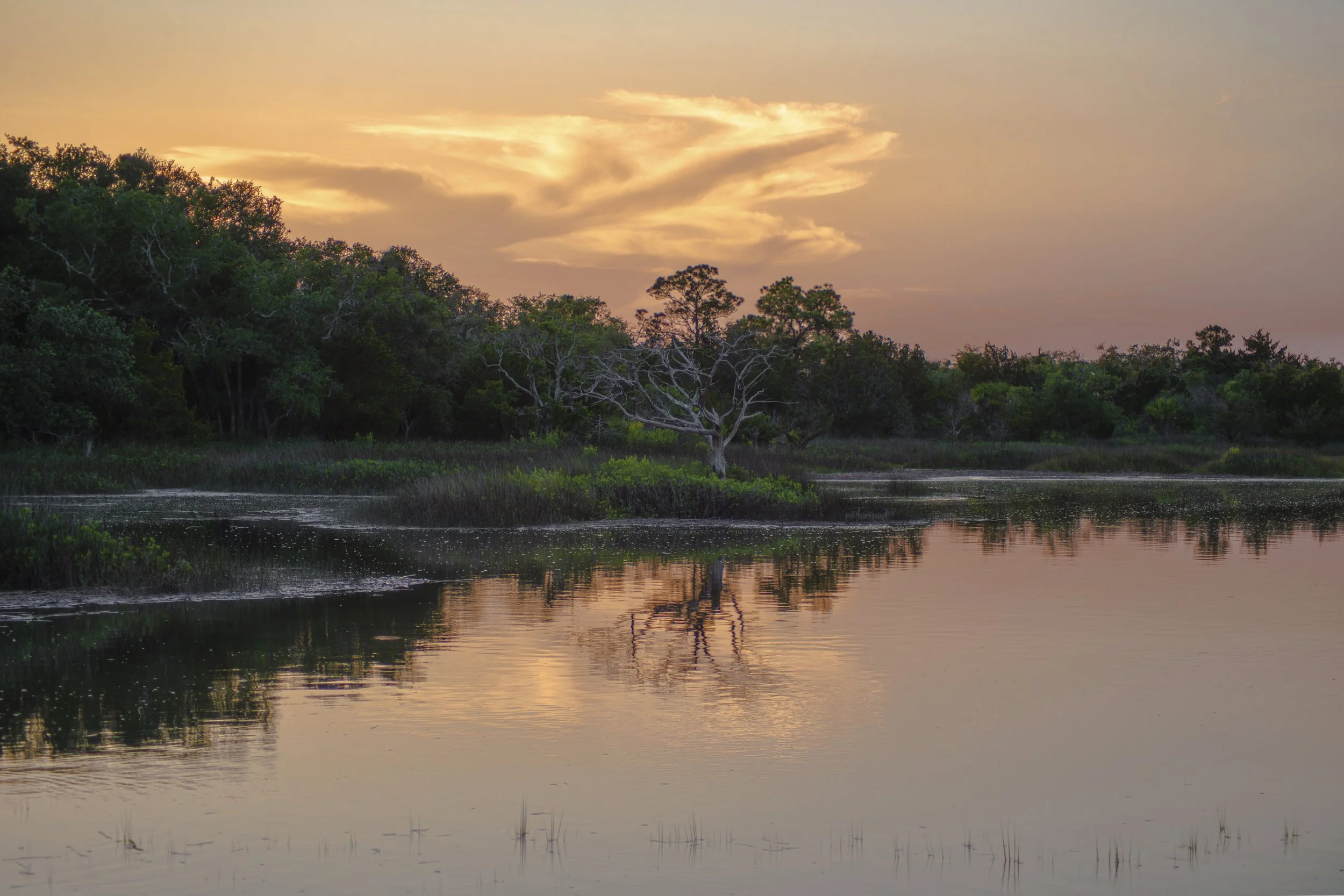 MarshTreeReflections4th.jpg