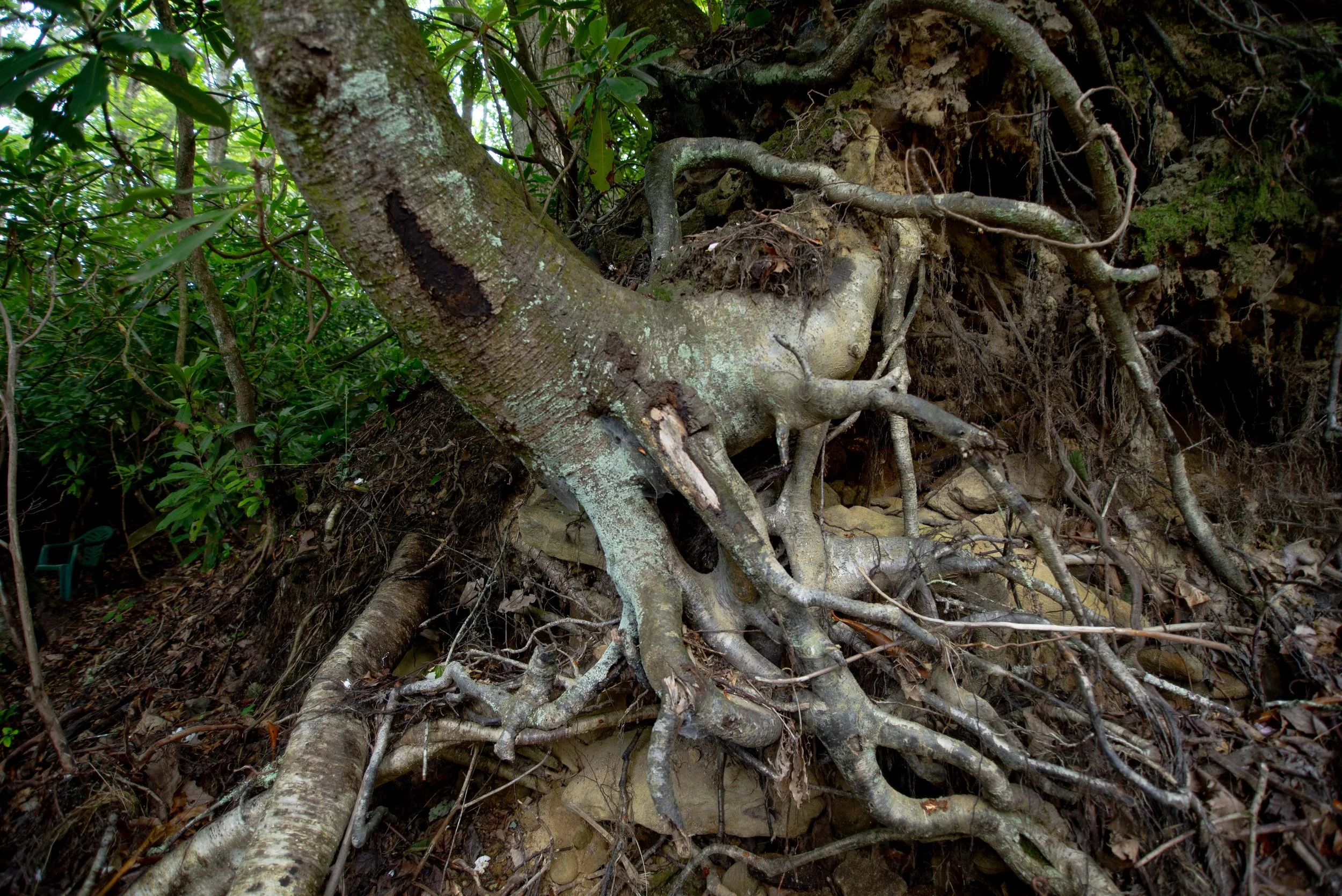Tree roots copy.jpg