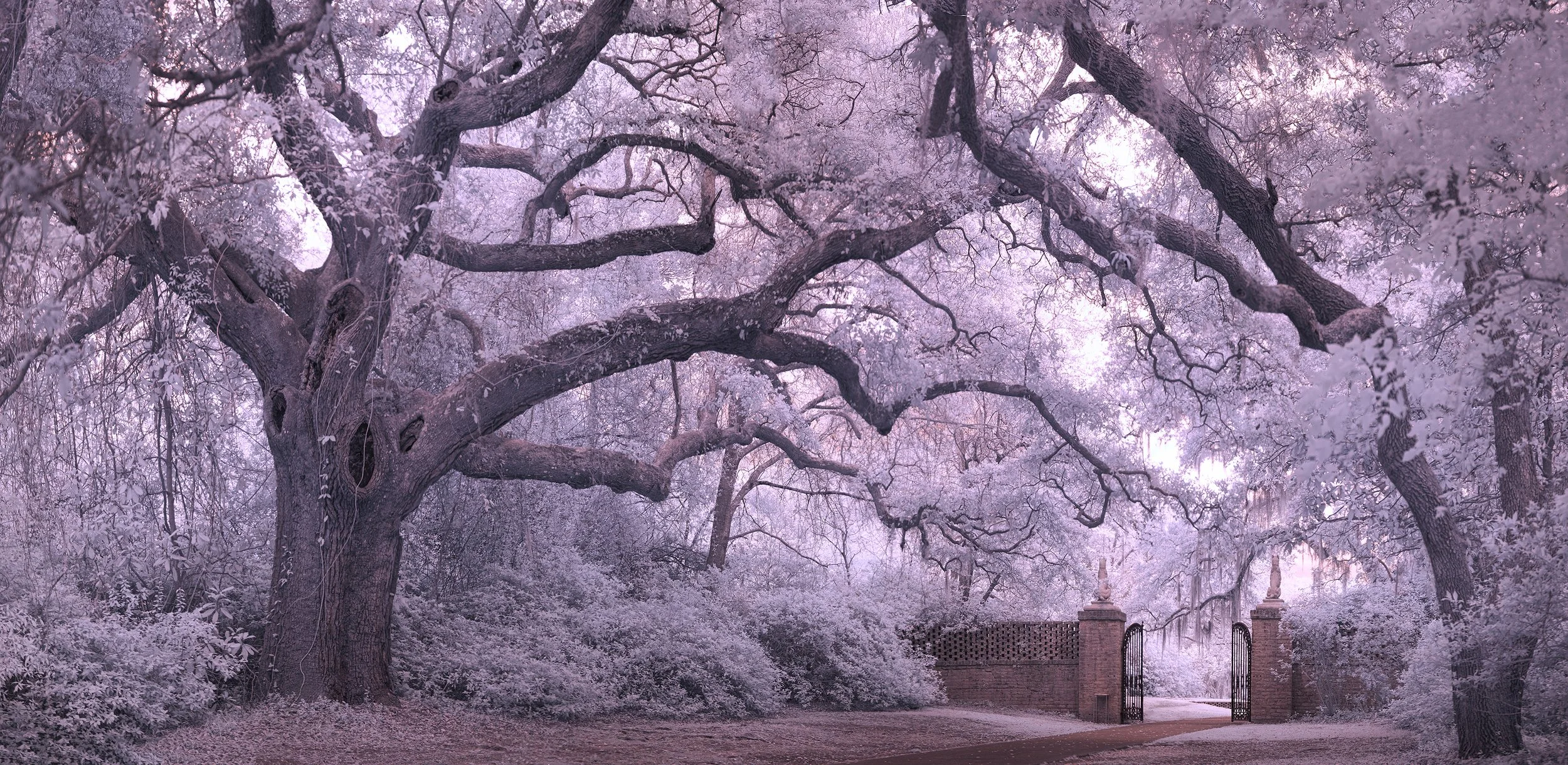 BrookGreenGardens Oak Path Purple copy.jpg