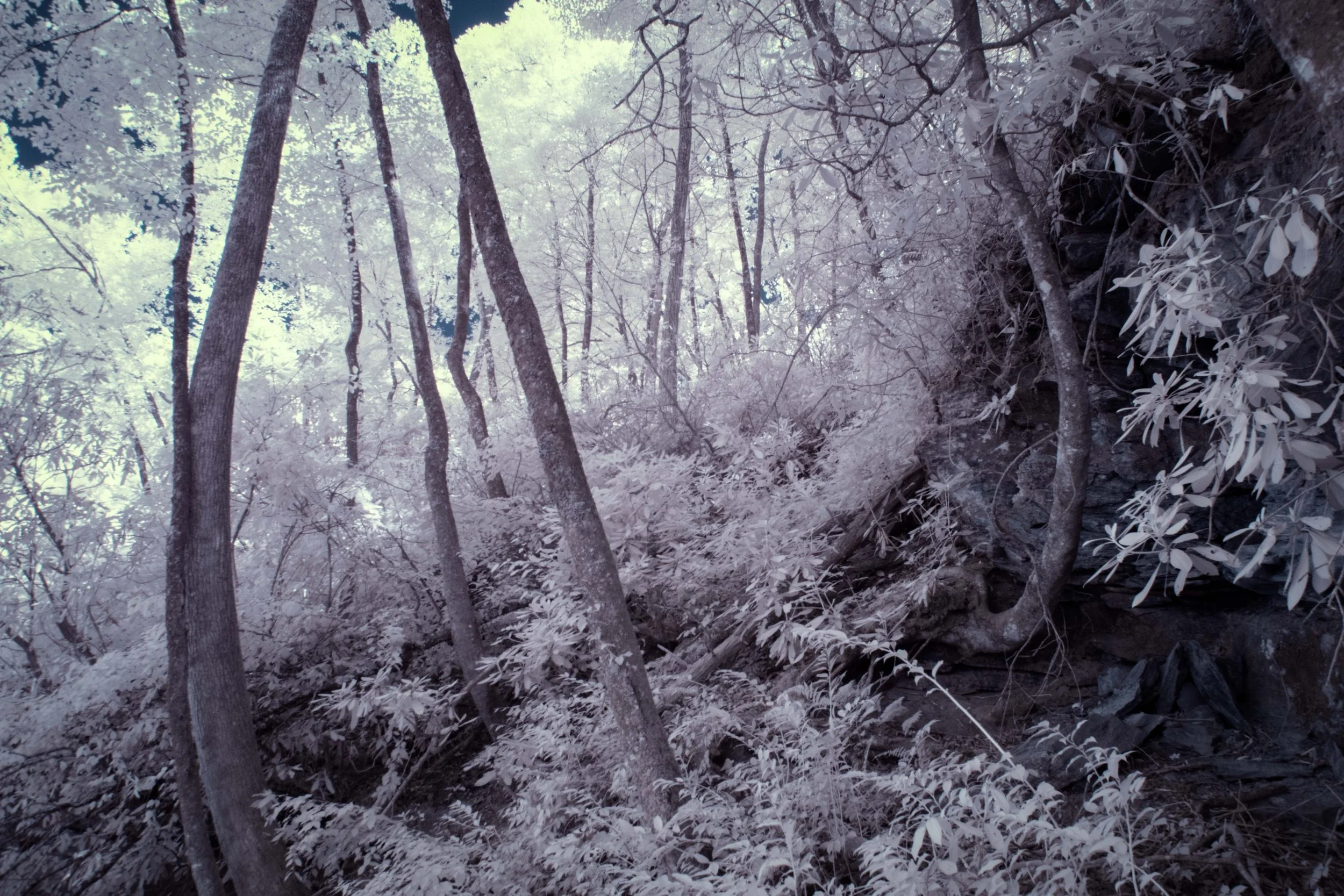 Bowed Trees on Retreat Path IR.jpg