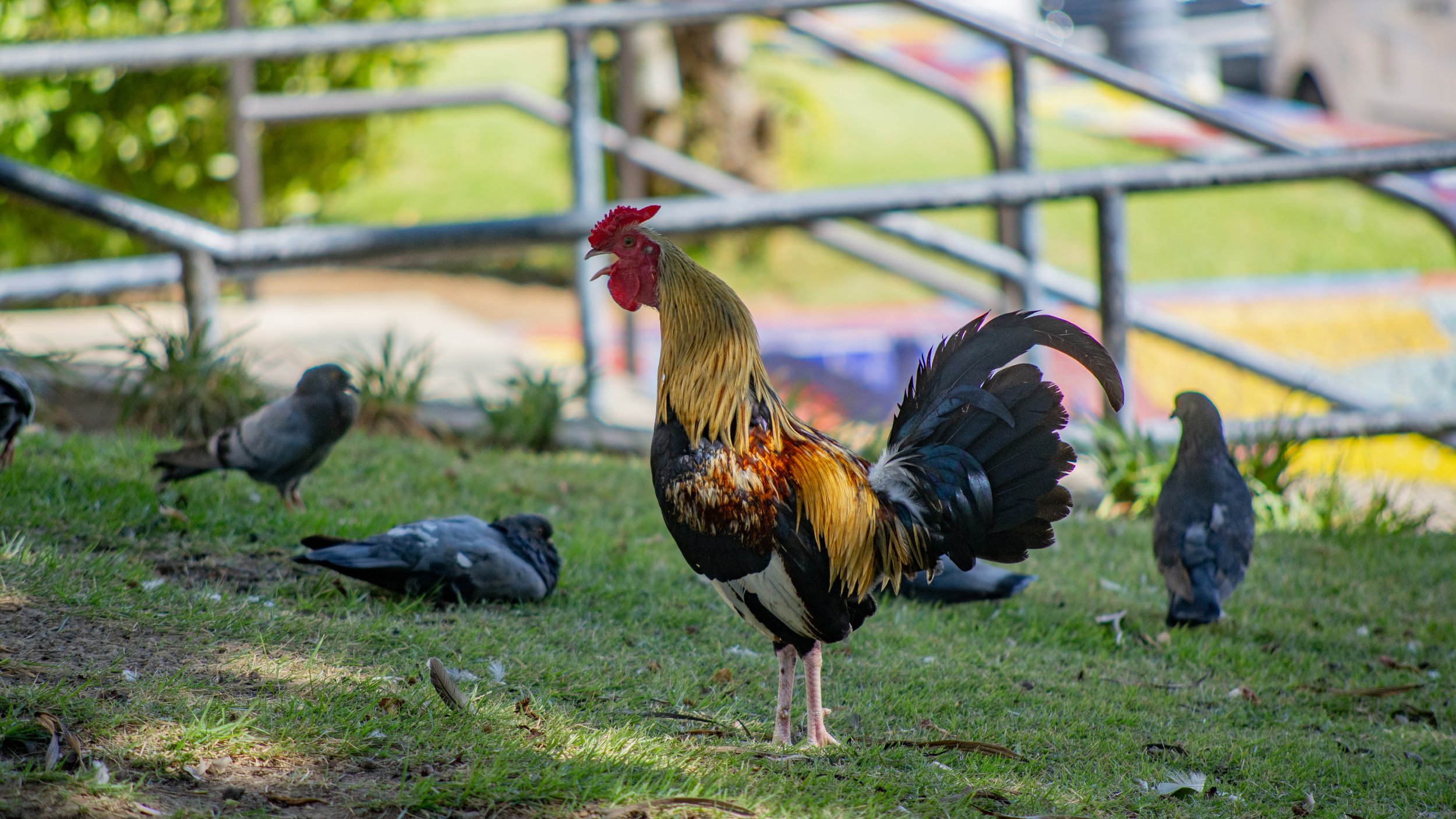 RoosterCrow copy.jpg