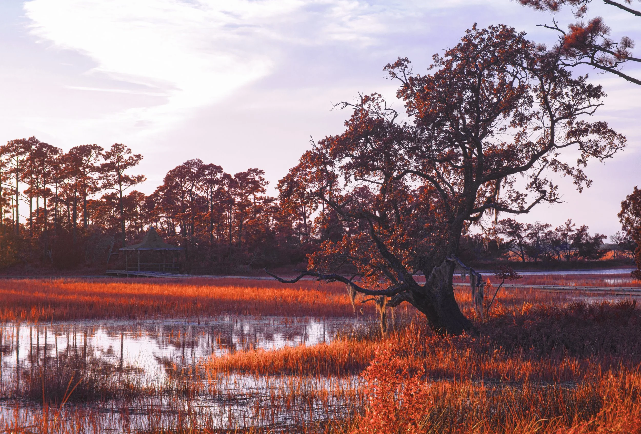 HuntingIslandRoadTreeOak copy.jpg