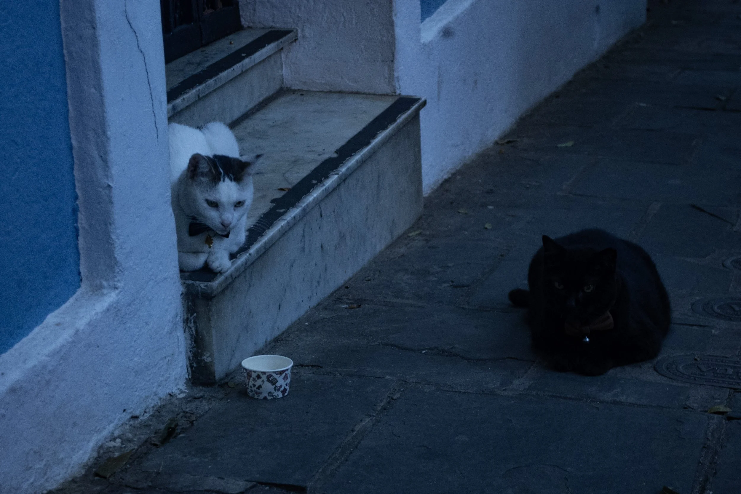Bowtiecats copy.jpg