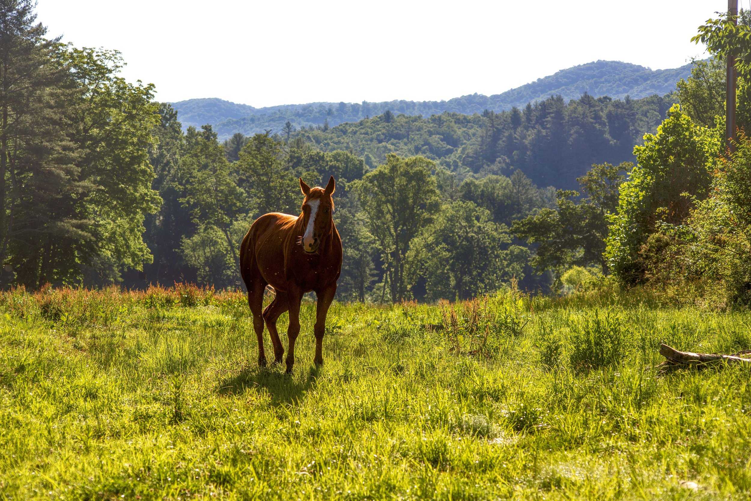 Springmaid Horse morning.jpg