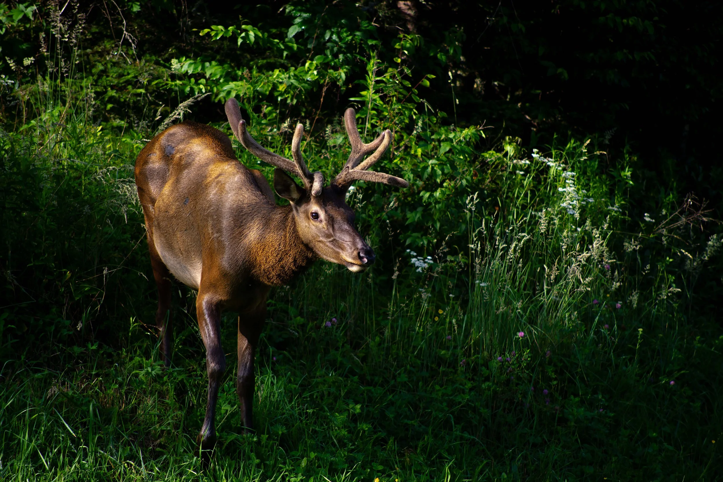 Elk in Sunlight.jpg