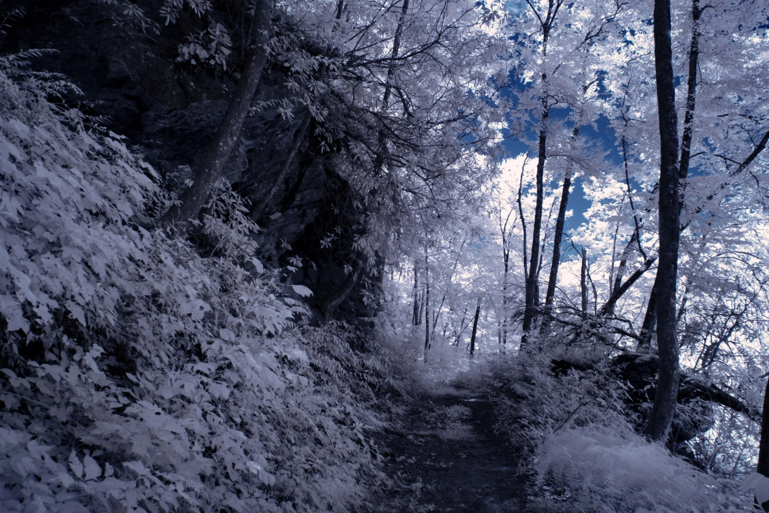 Forest Path IR springmaid.jpg