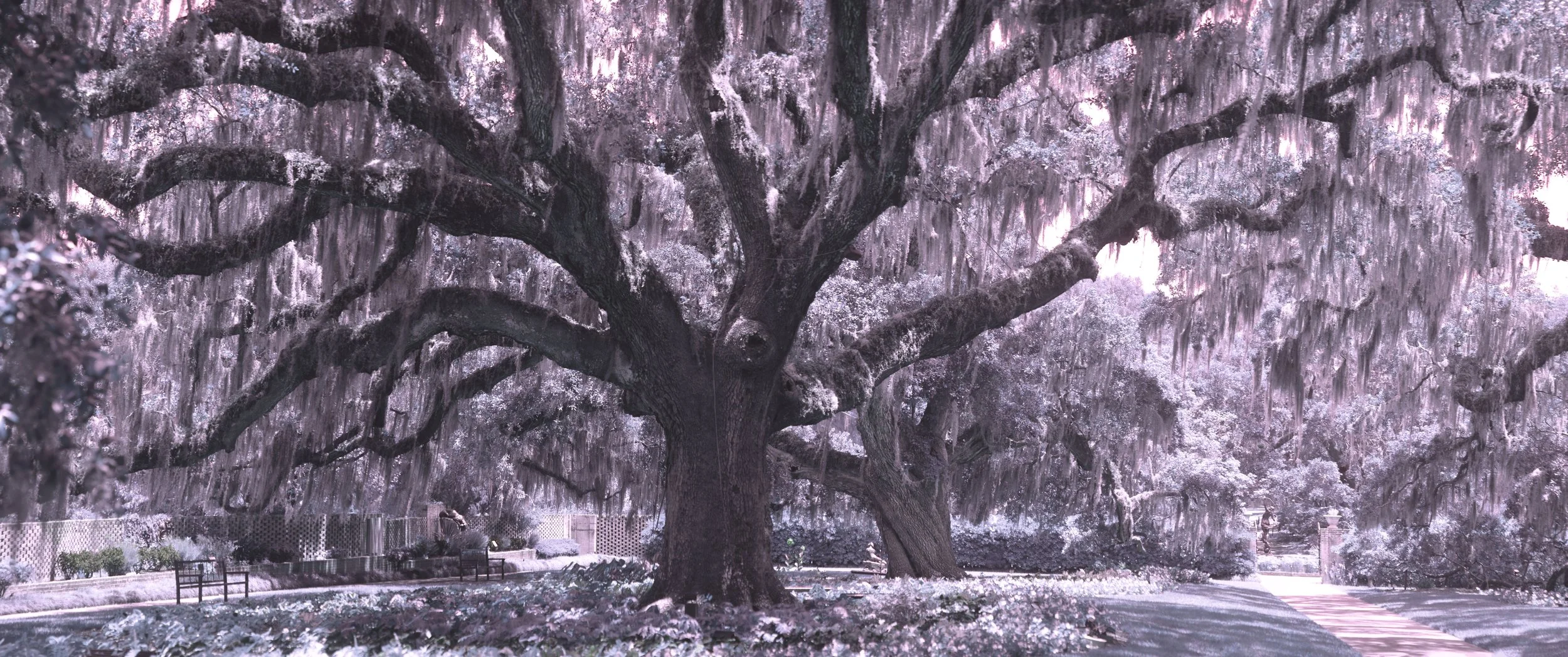 IRpurplegrayOakHallPanoramic copy.jpg