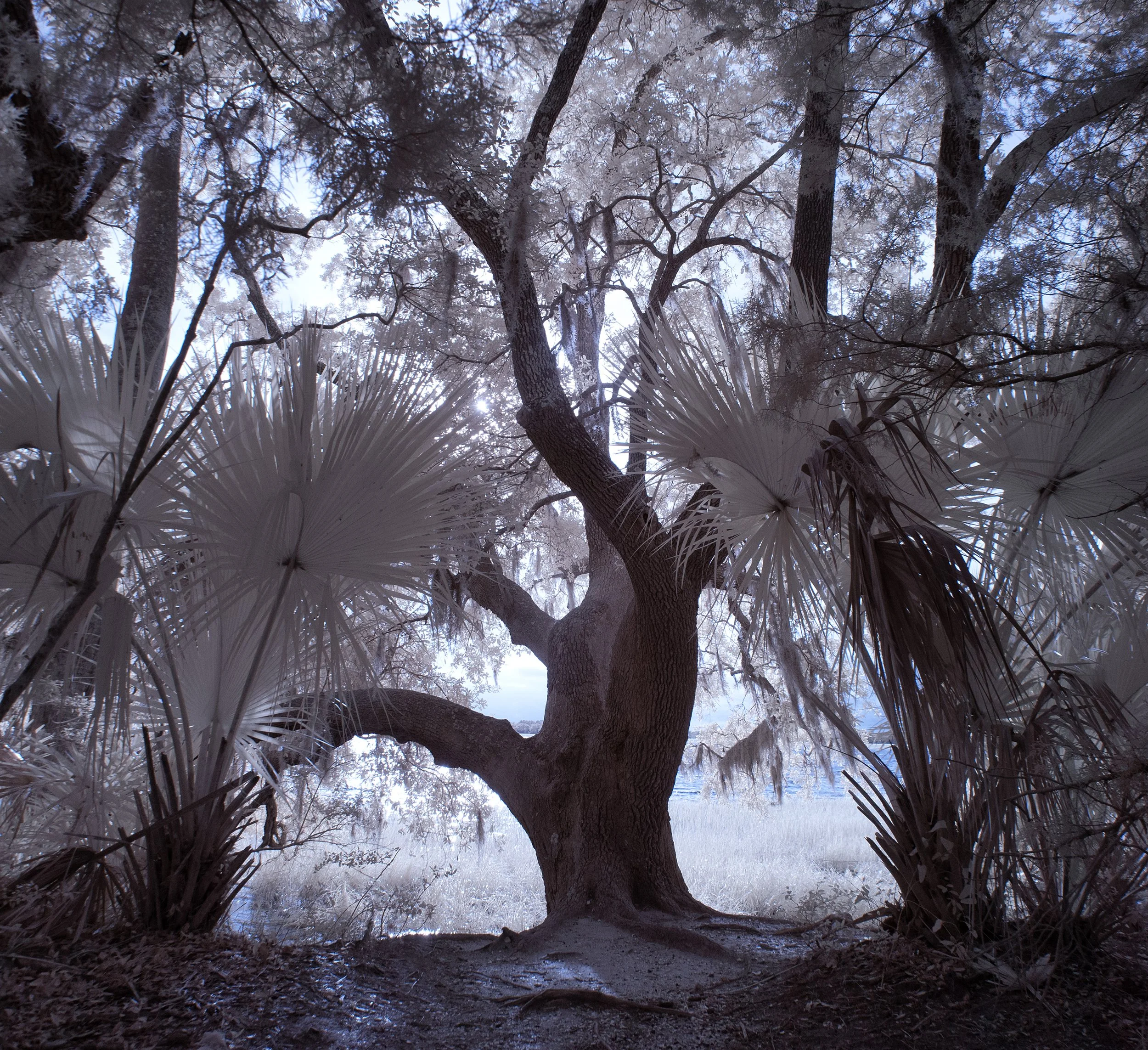 PickenyCoastOak White Infrared backlit copy.jpg