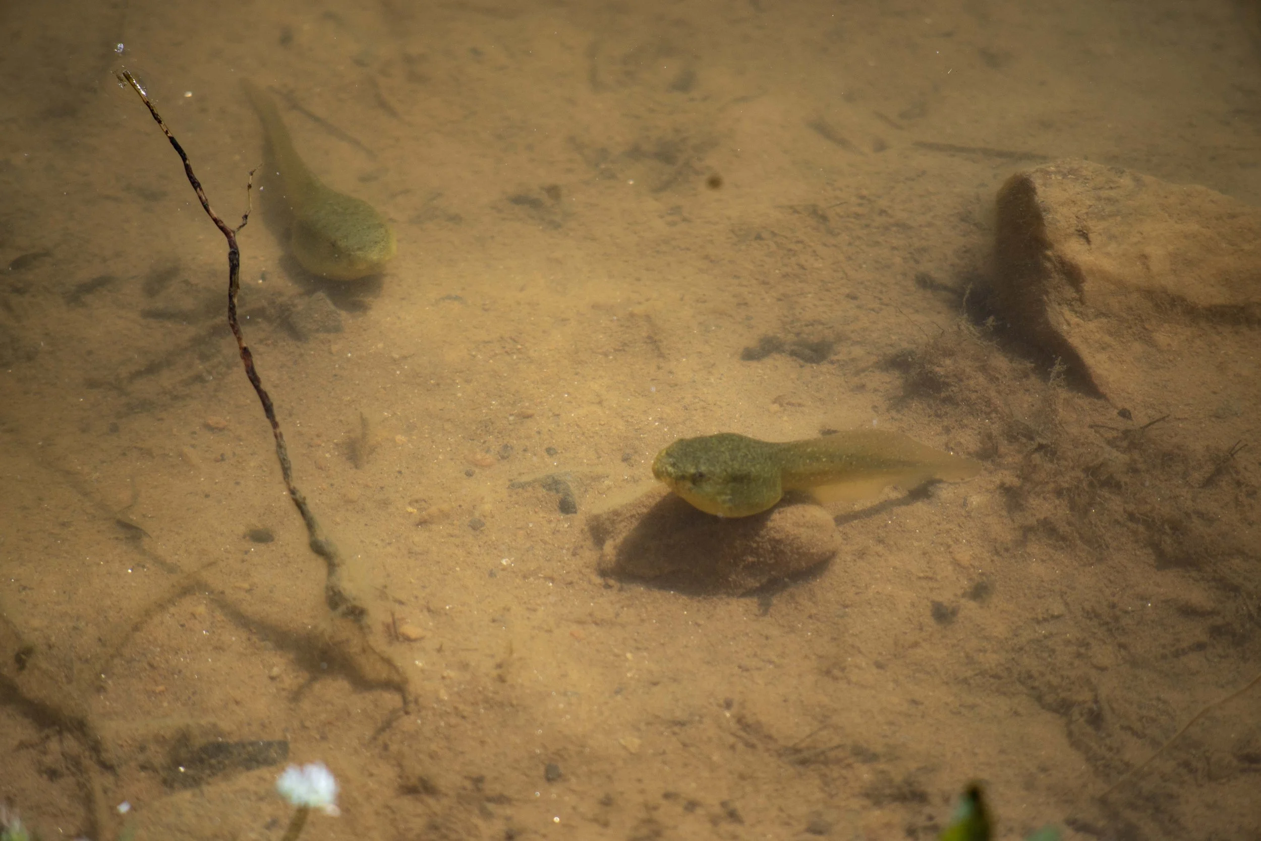 Tadpoles copy.jpg