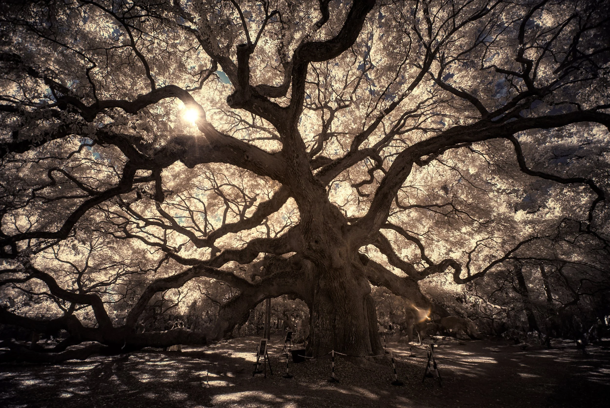 Angel Oak Close Front Silver Yelllow IR copy.jpg