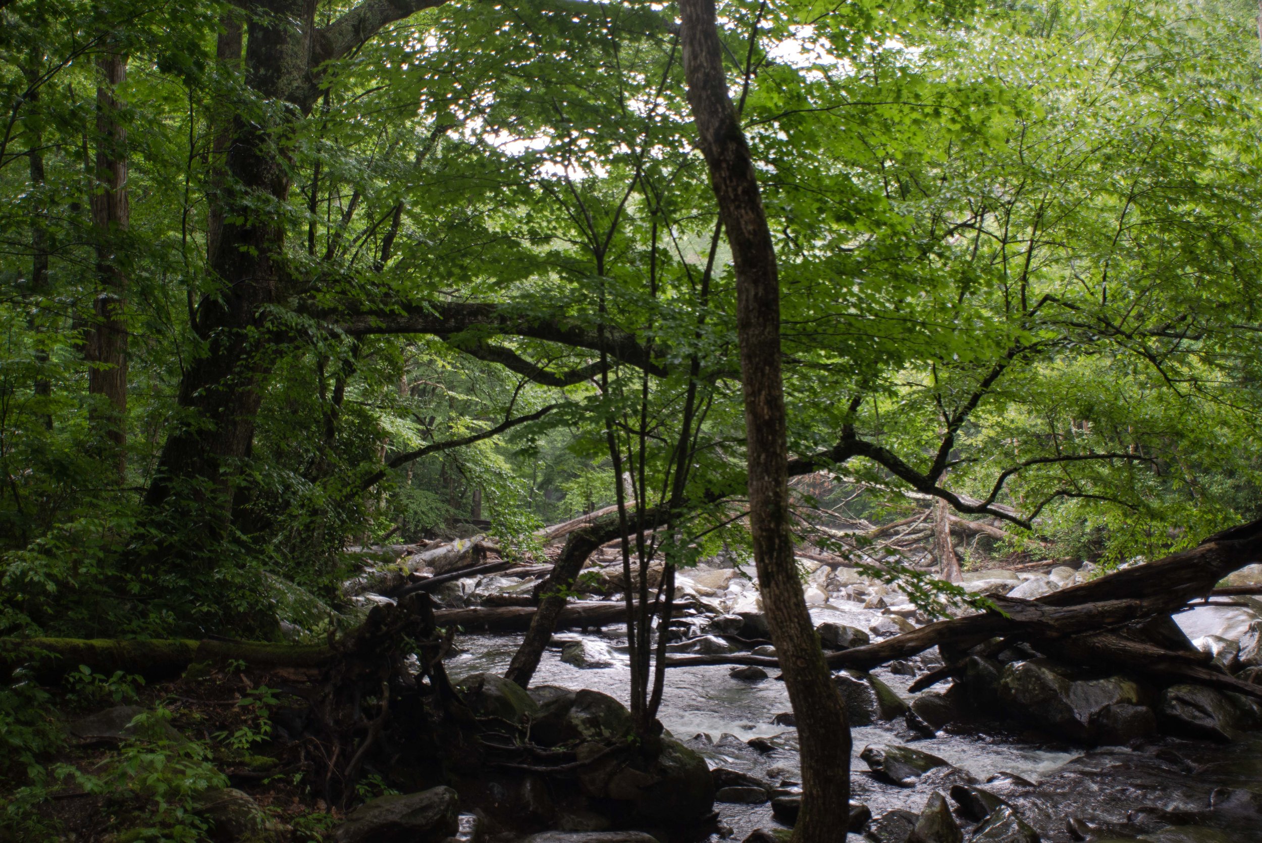 Picnic Creek Large Tree.jpg