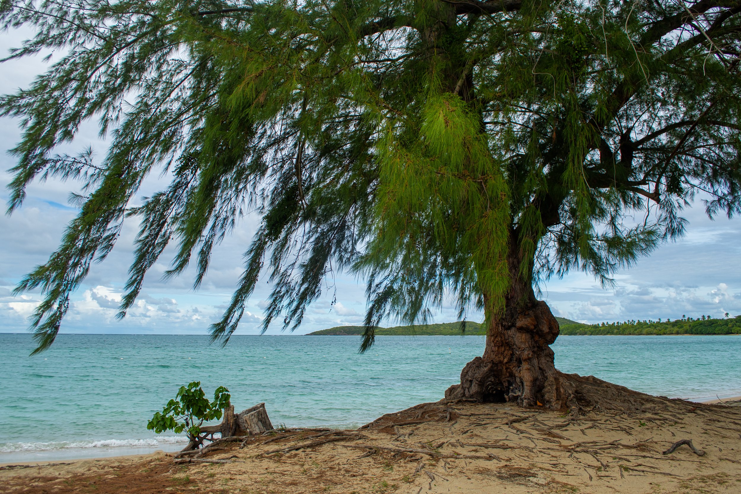 BeachTree copy.jpg
