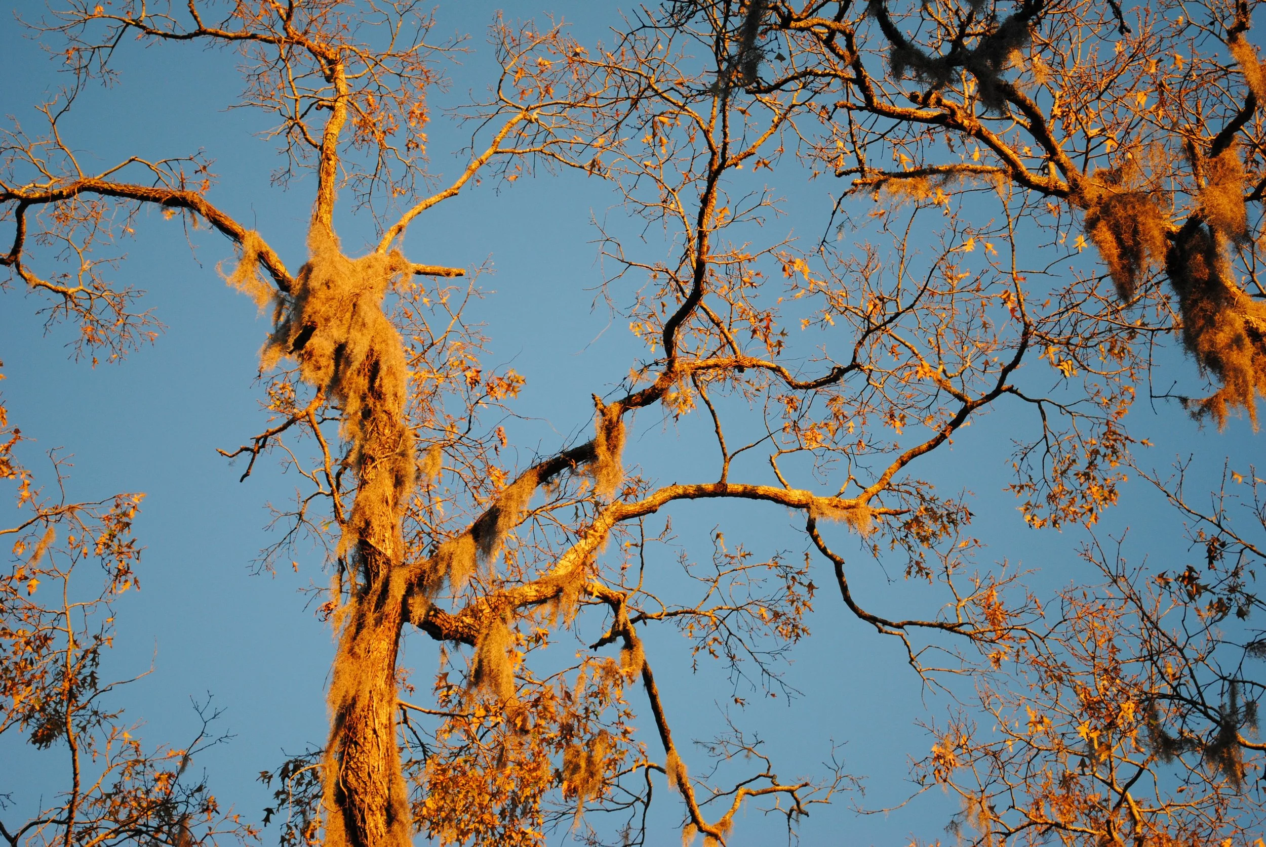 Orange Trees 2.JPG