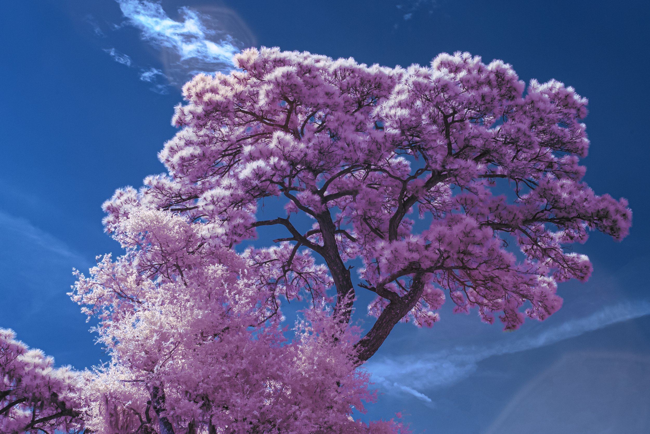 PinkPineSKy.jpg