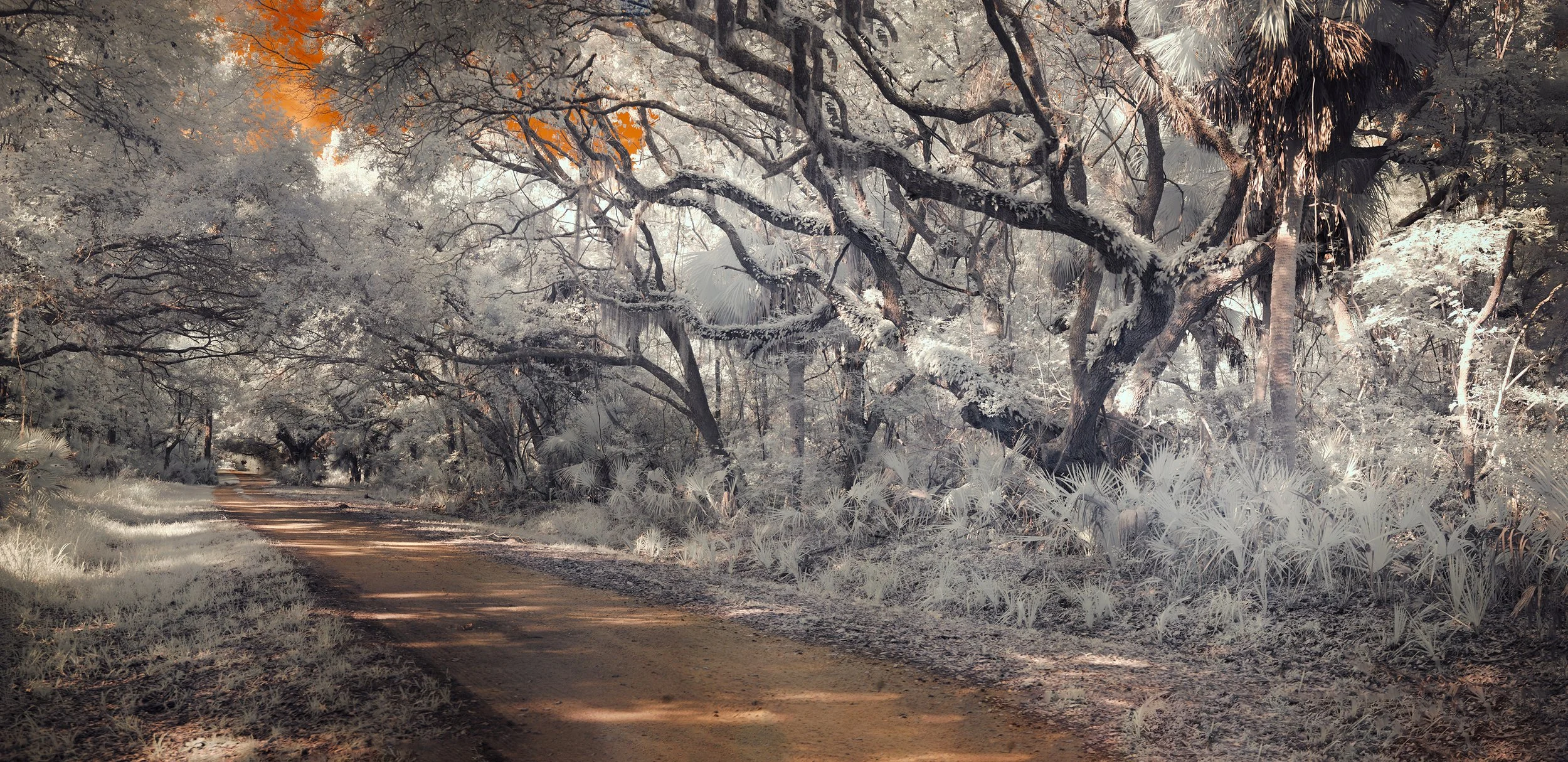 Sea Island Trail copy 2.jpg