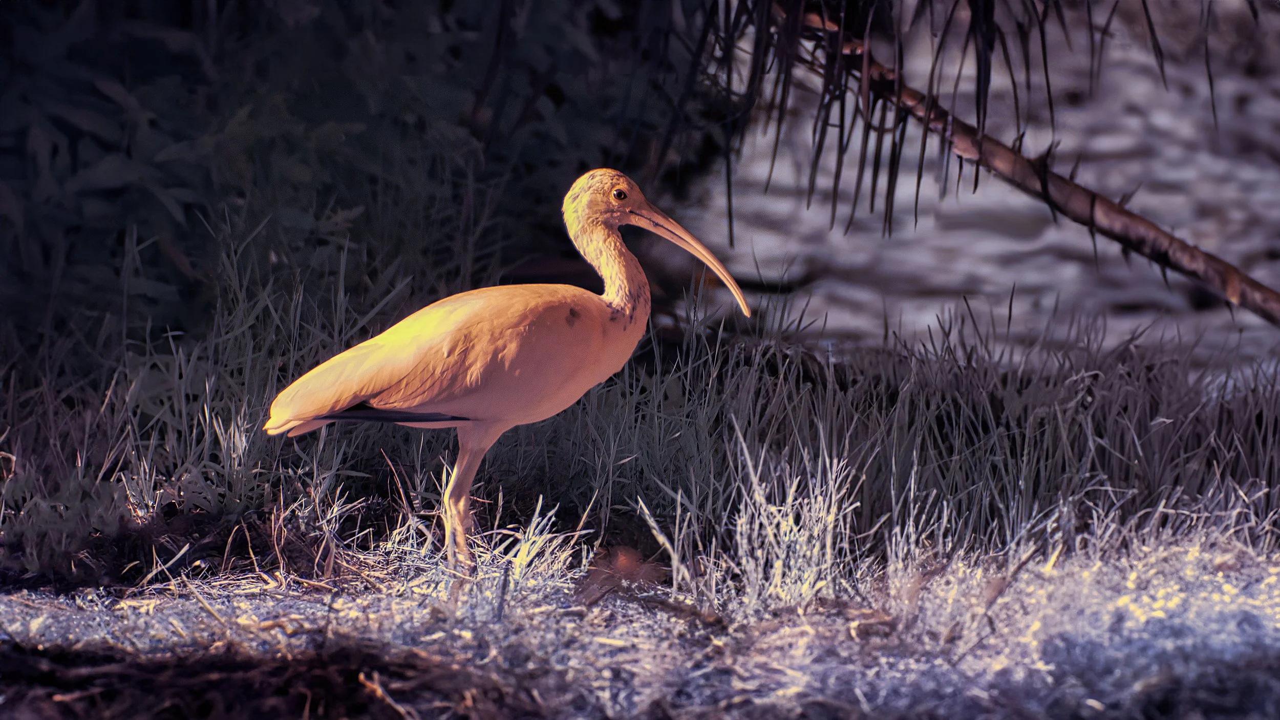 Ibis IR Purple copy.jpg