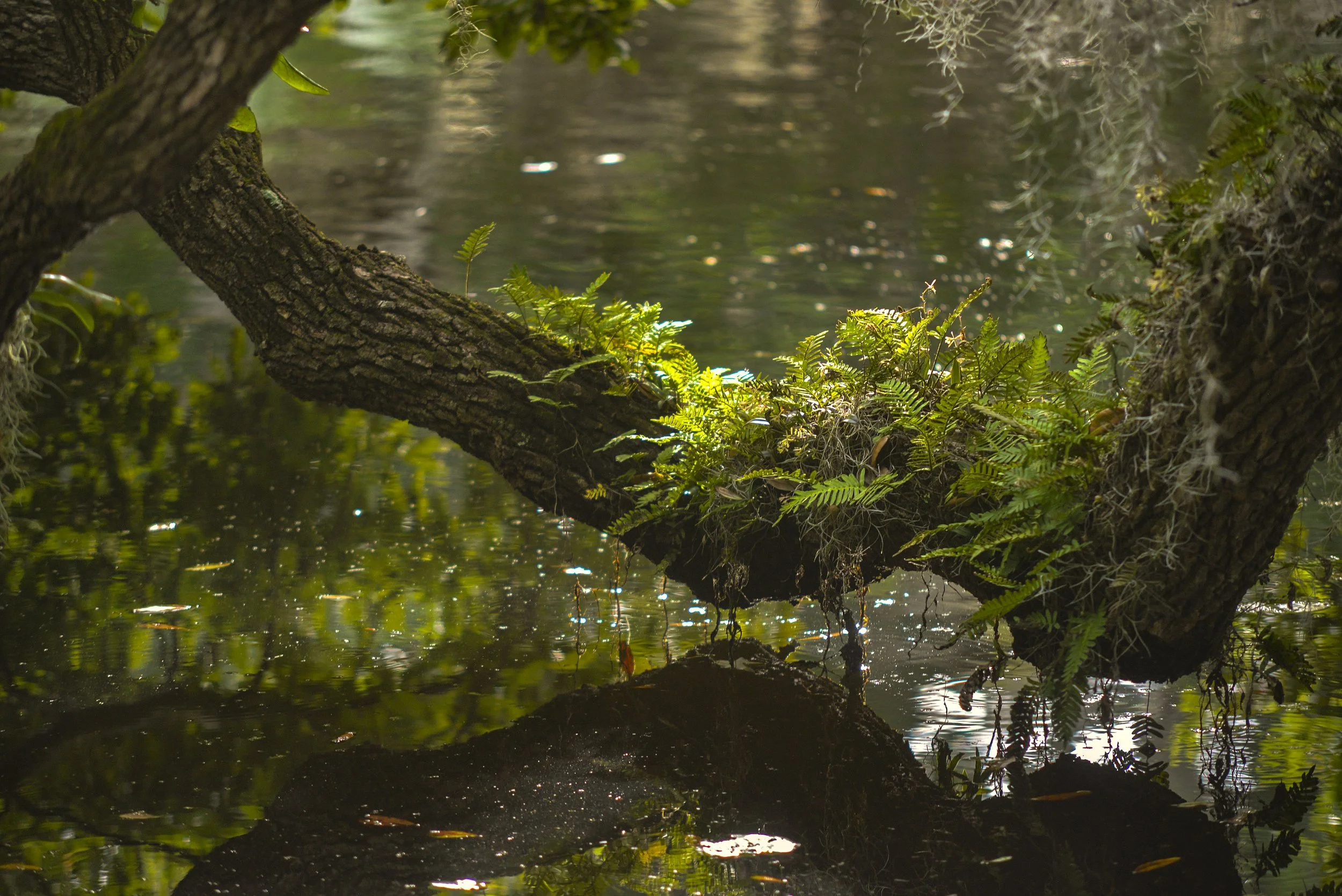 Oak Branch over Pond copy.jpg