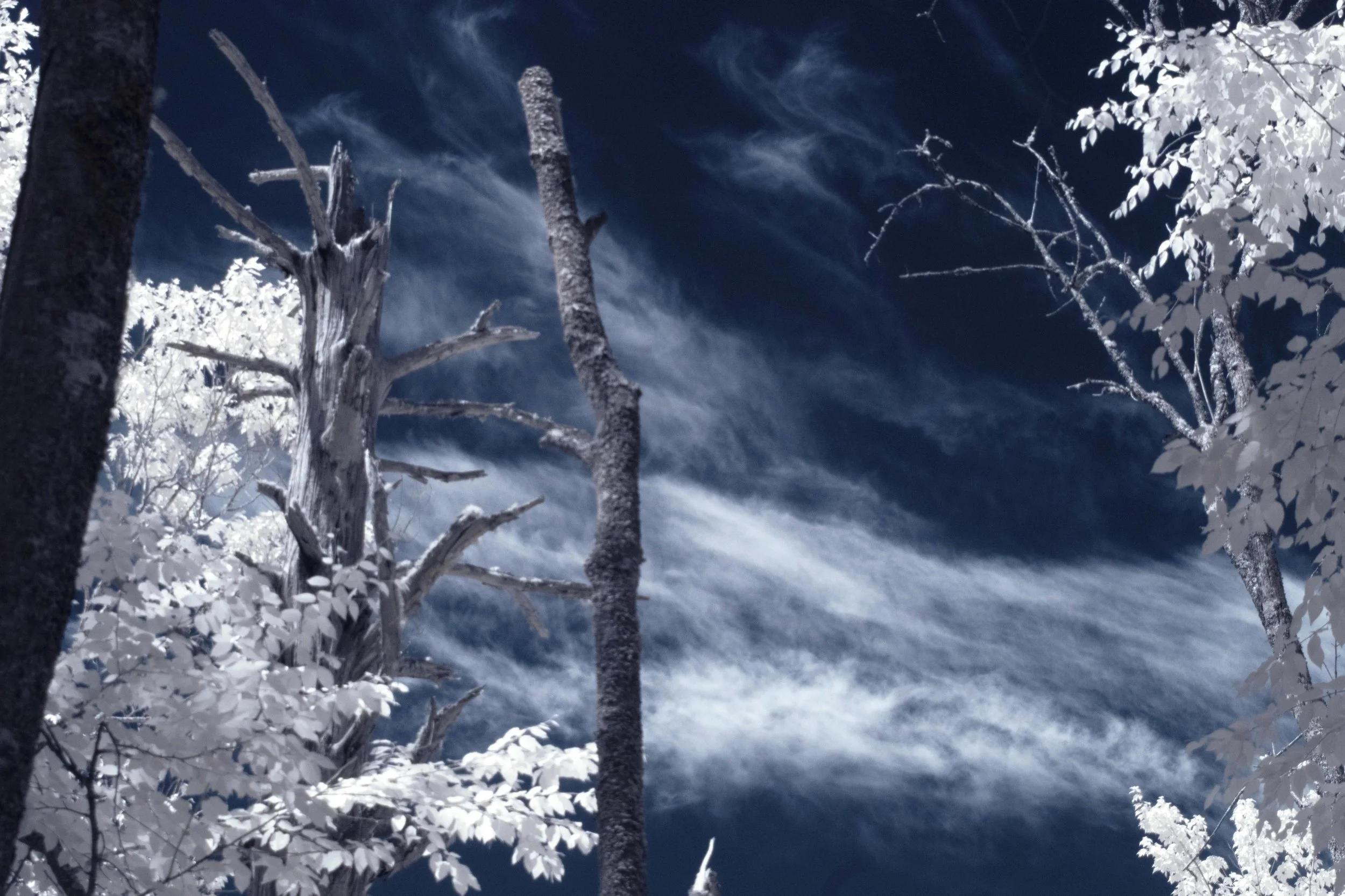 Dead Trees with Clouds IR.jpg