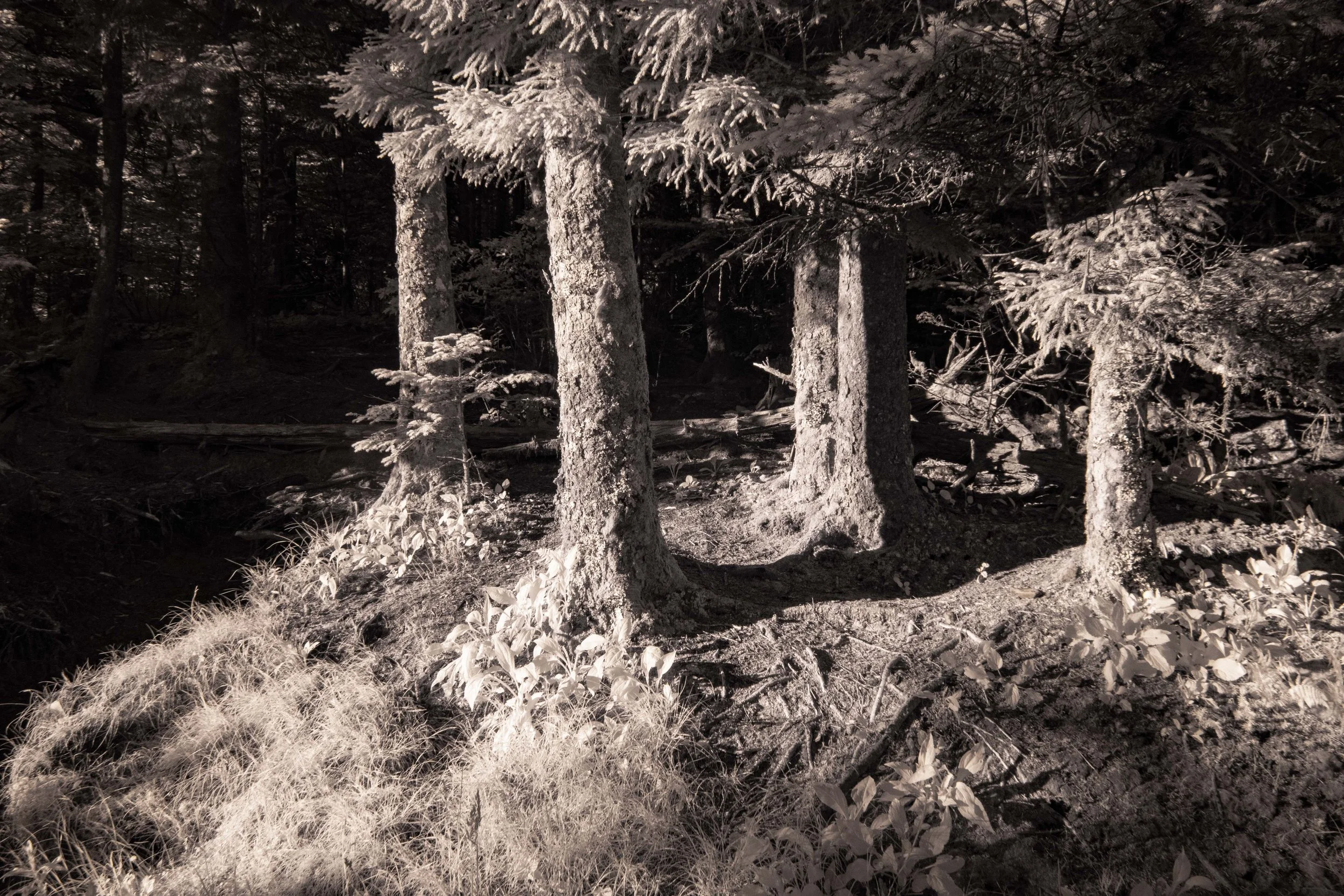 Path to Smokey Dome Trees.jpg