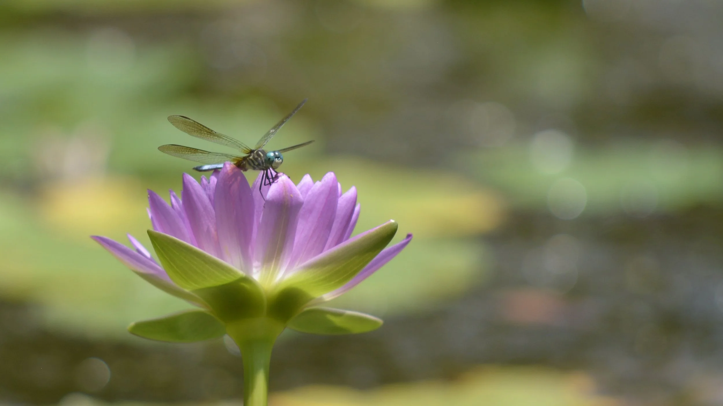 Dragonfly larger.jpg