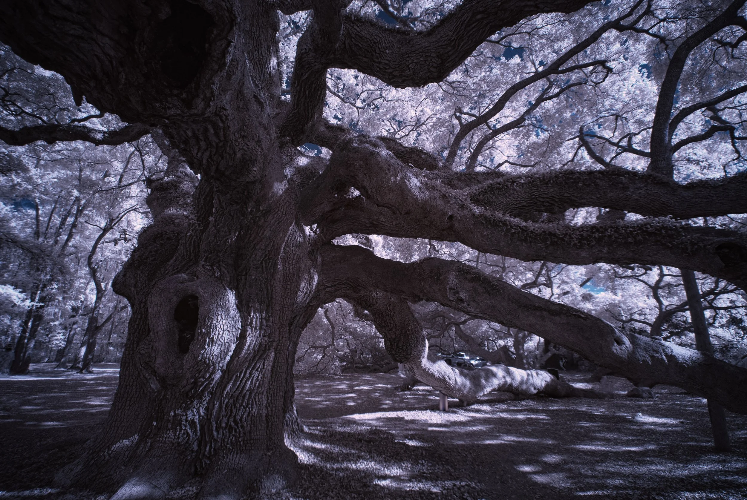 Angel Oak Close Trunk copy.jpg