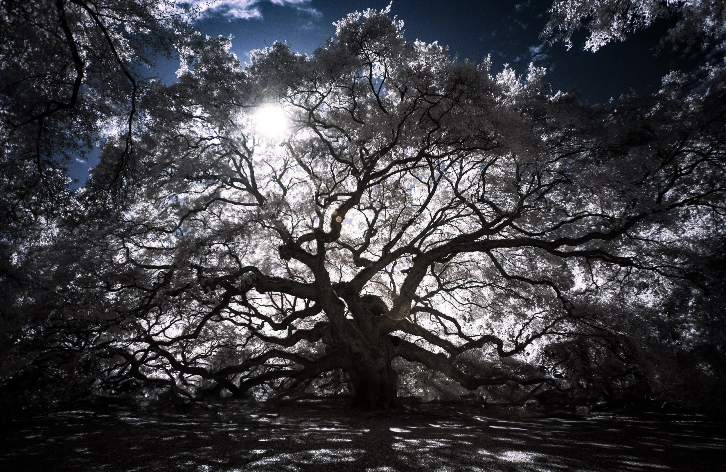 Angel Oak Bright Contrast Shot IR copy.jpg
