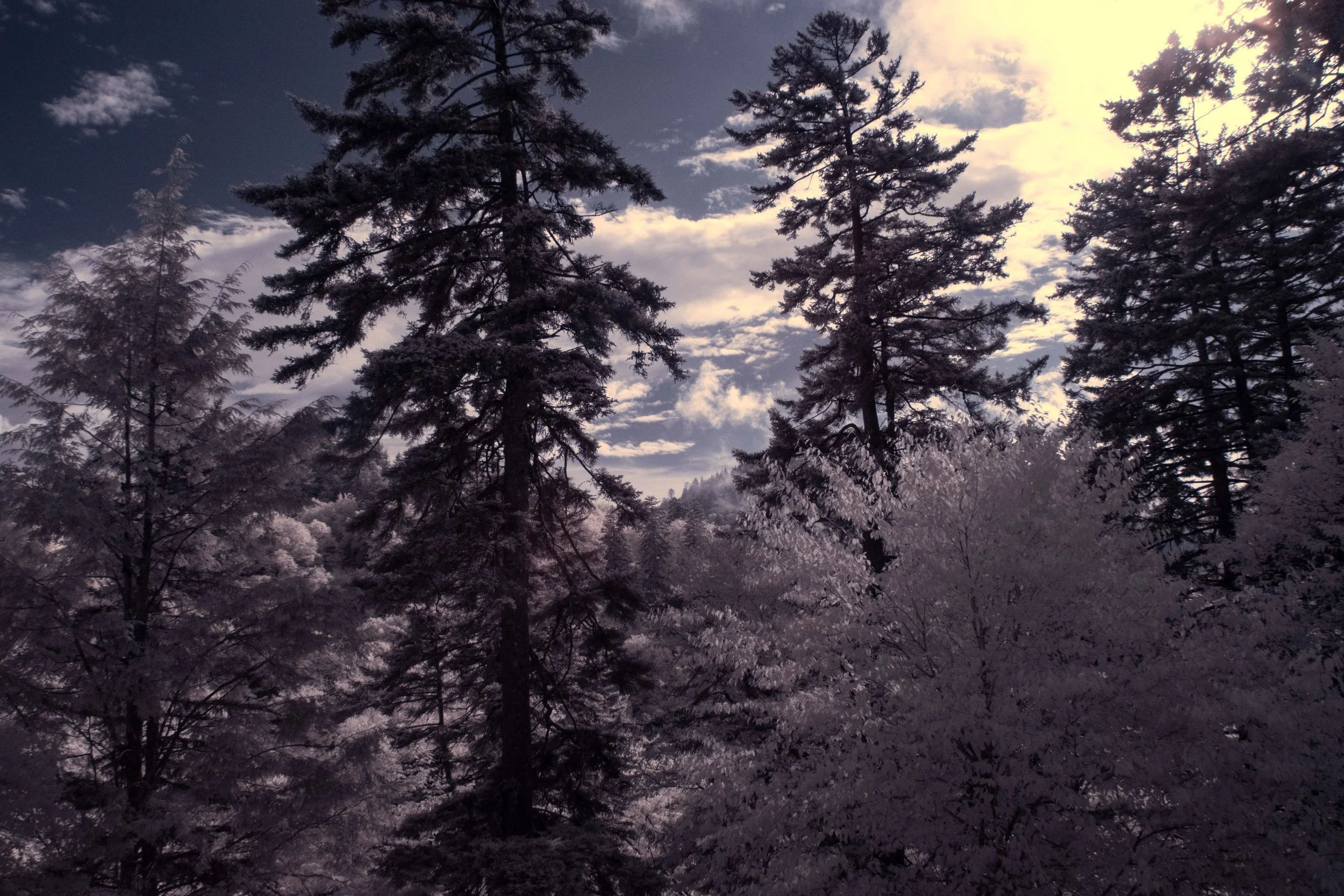 Forest and Fog IR.jpg