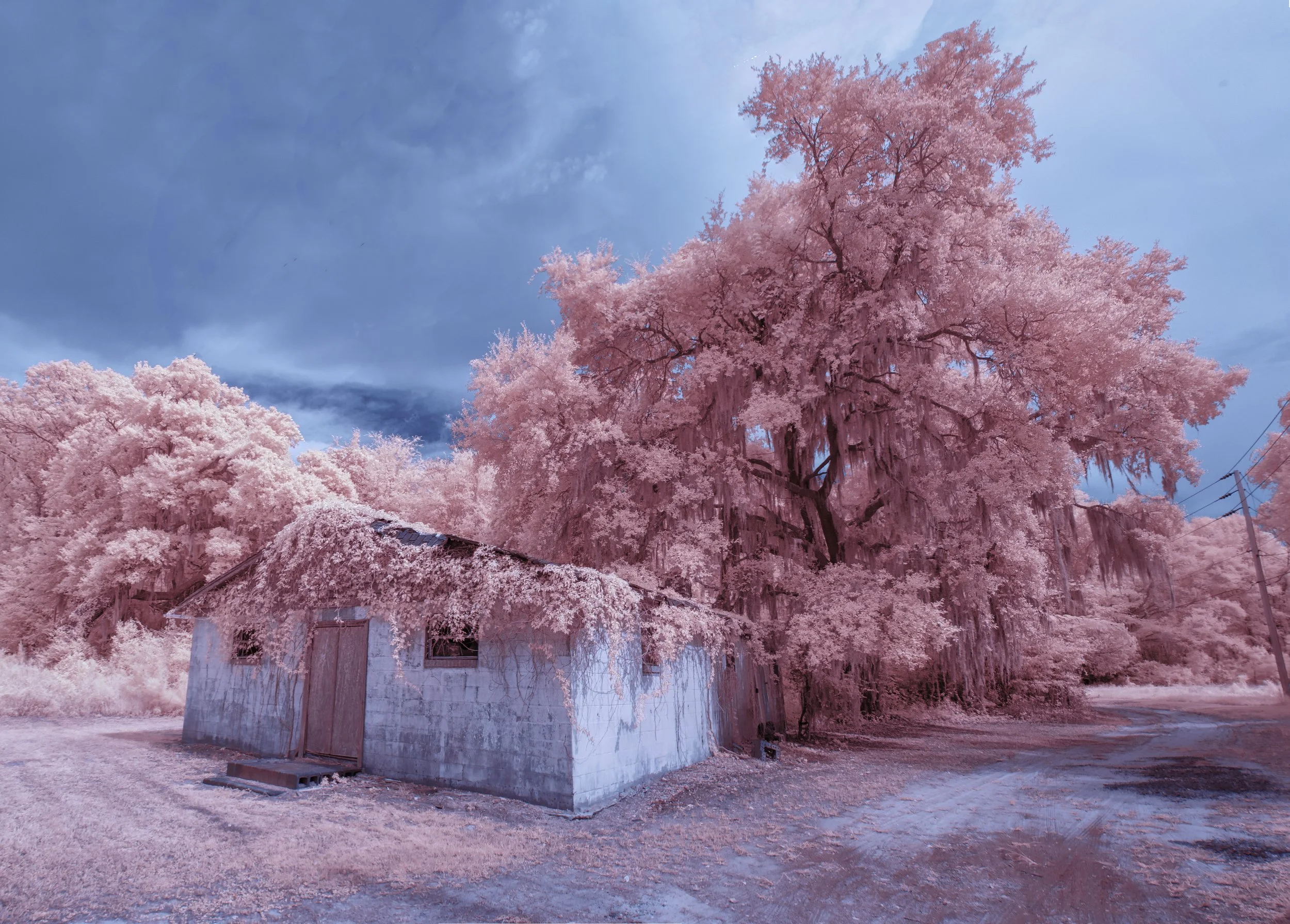 PinkVinesOldStore.jpg