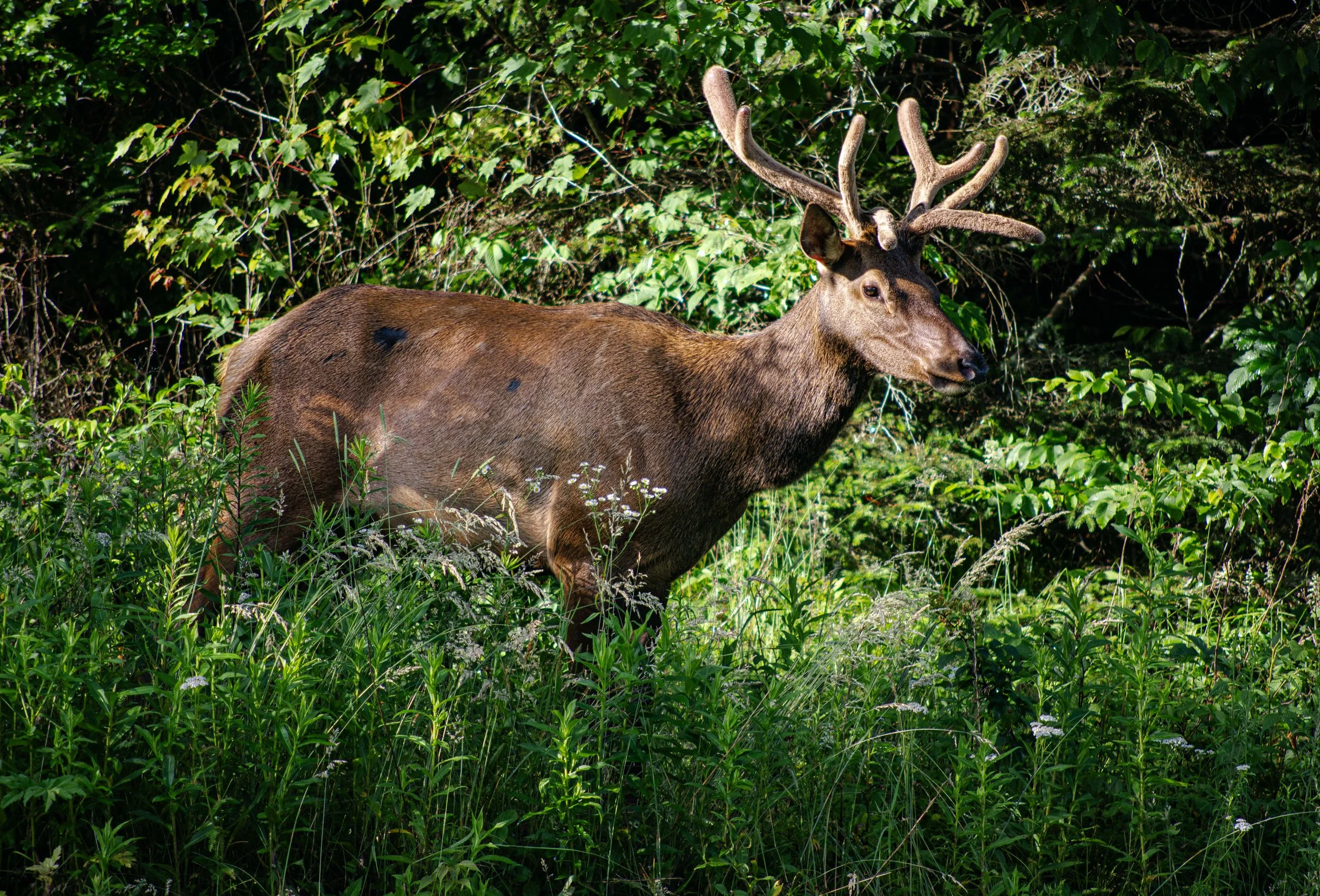 SmokeyMoutainElk.jpg