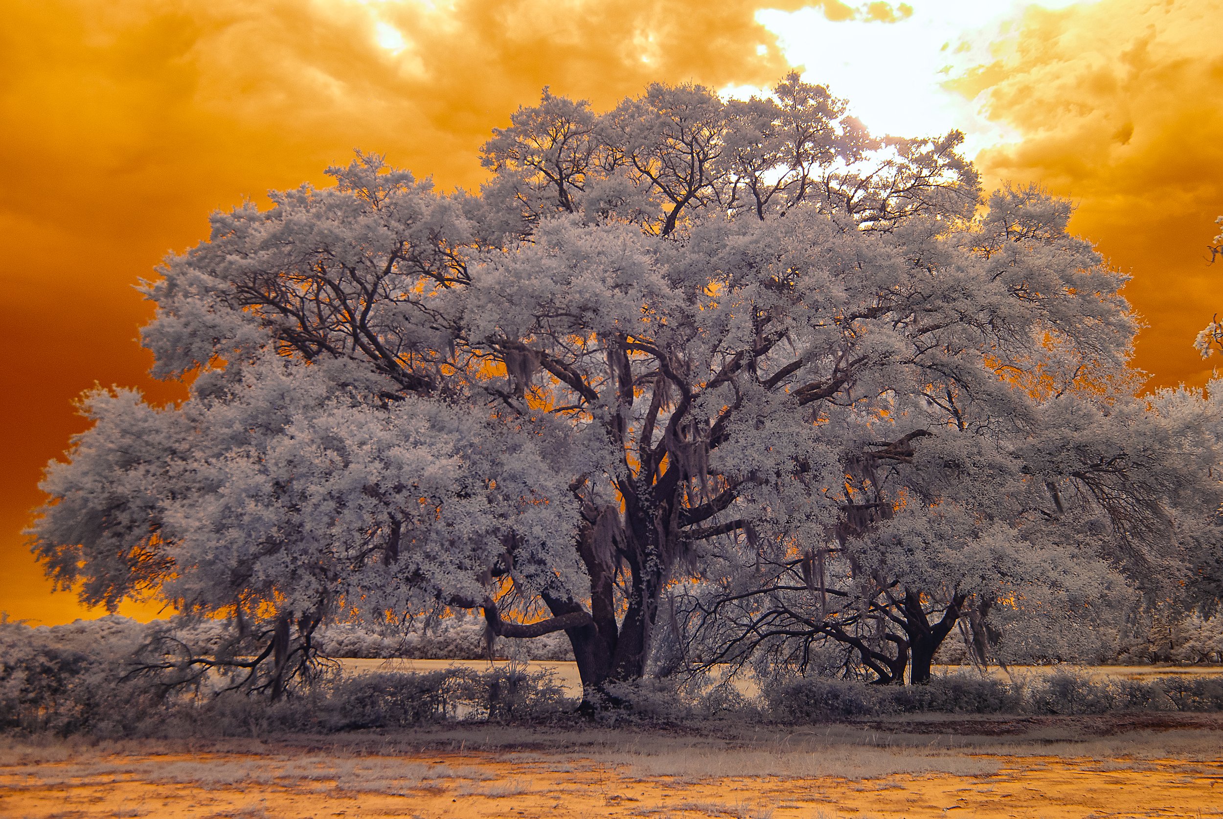 VolcanicLiveOak.jpg
