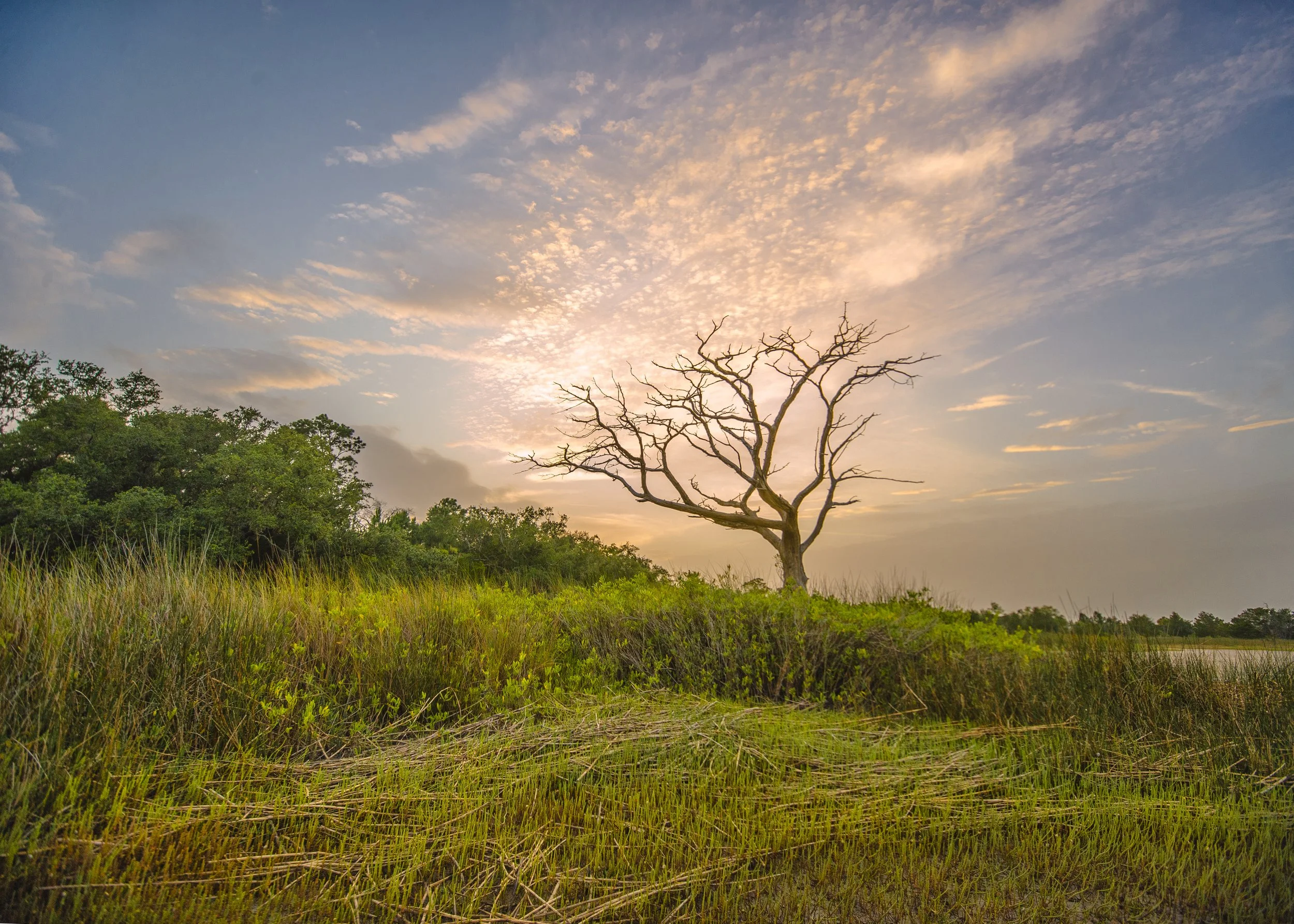 MarshTreeDustySunset3.jpg