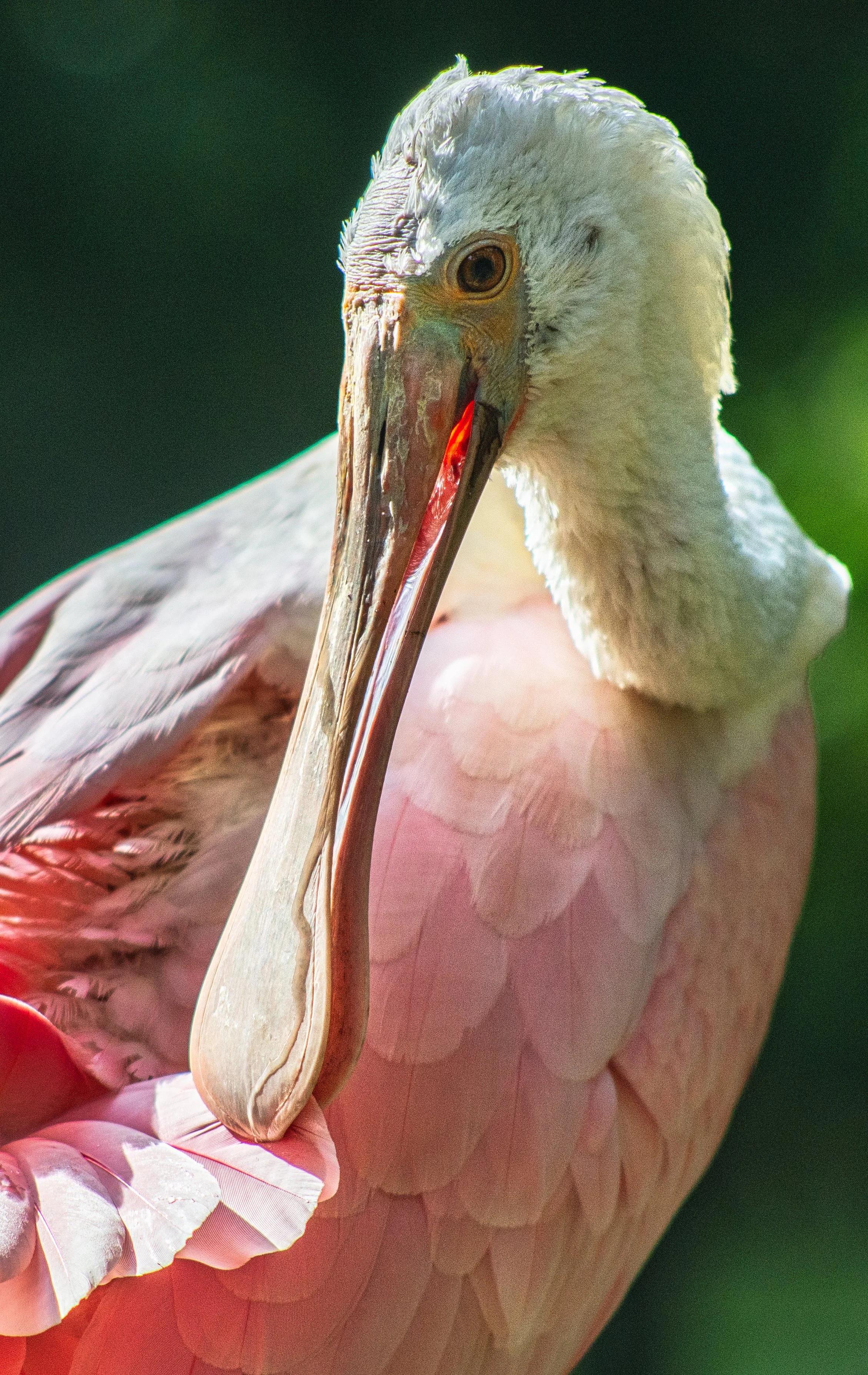 Spoonbillportrait3 copy.jpg