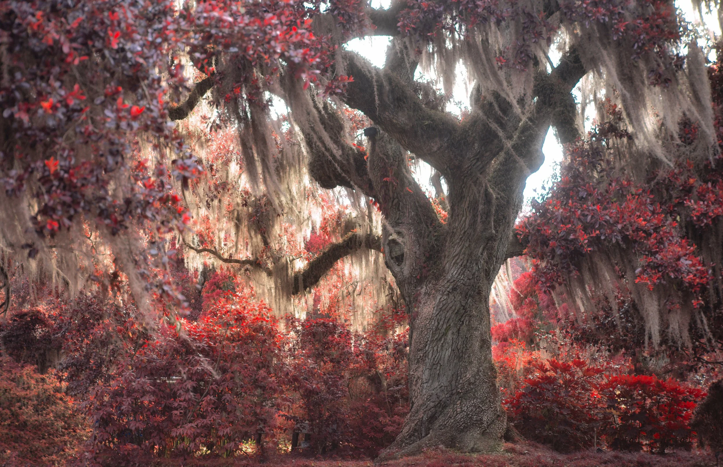 TwistedOakRed IR copy.jpg
