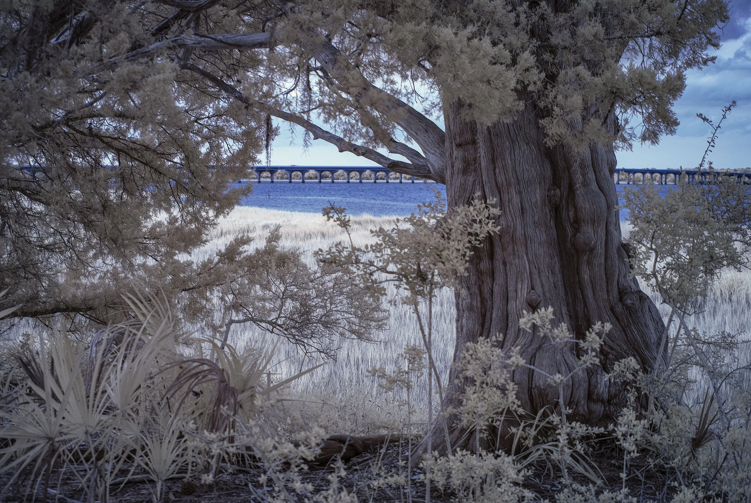 Cedar Watch copy.jpg