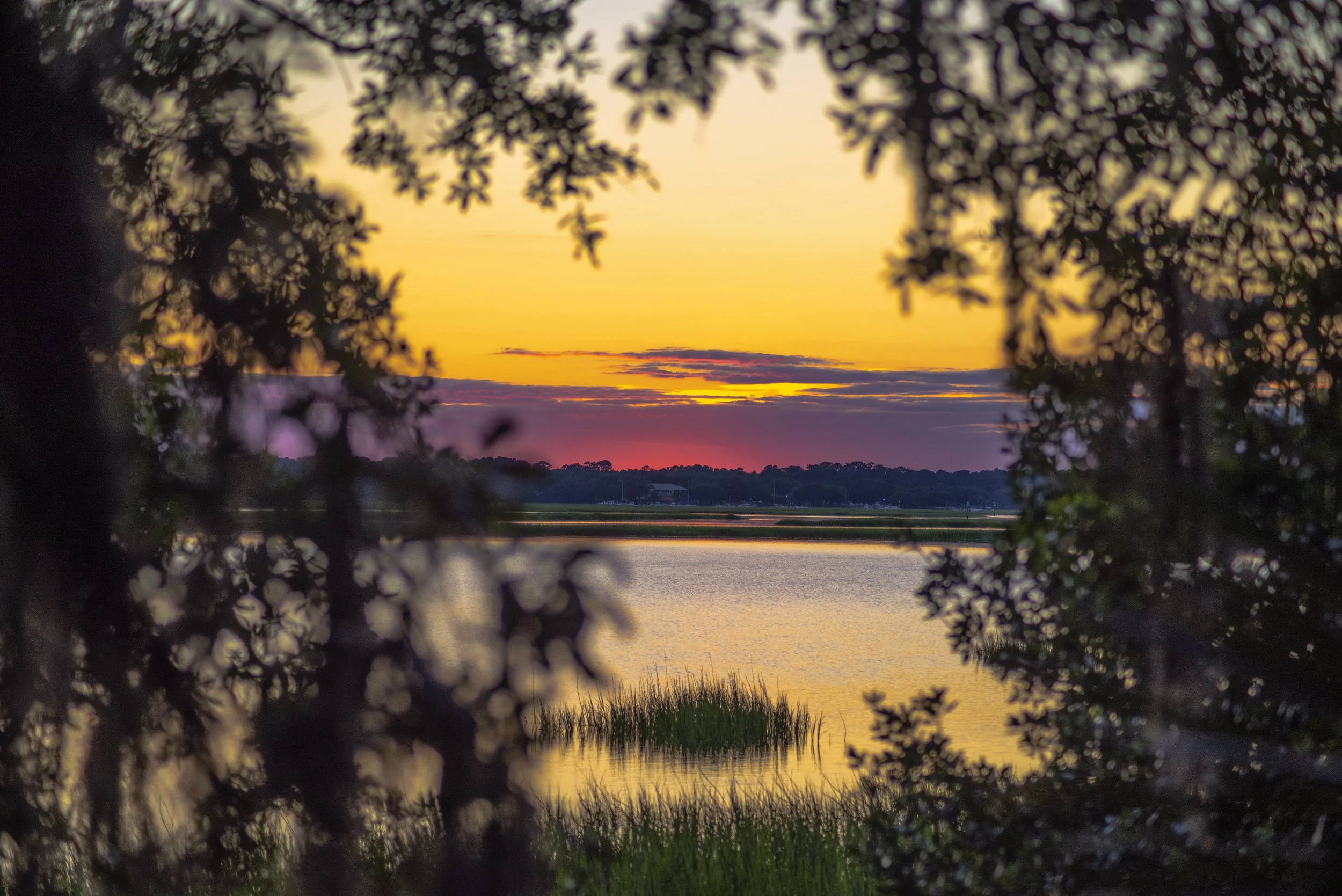 MossGoldenSunset.jpg