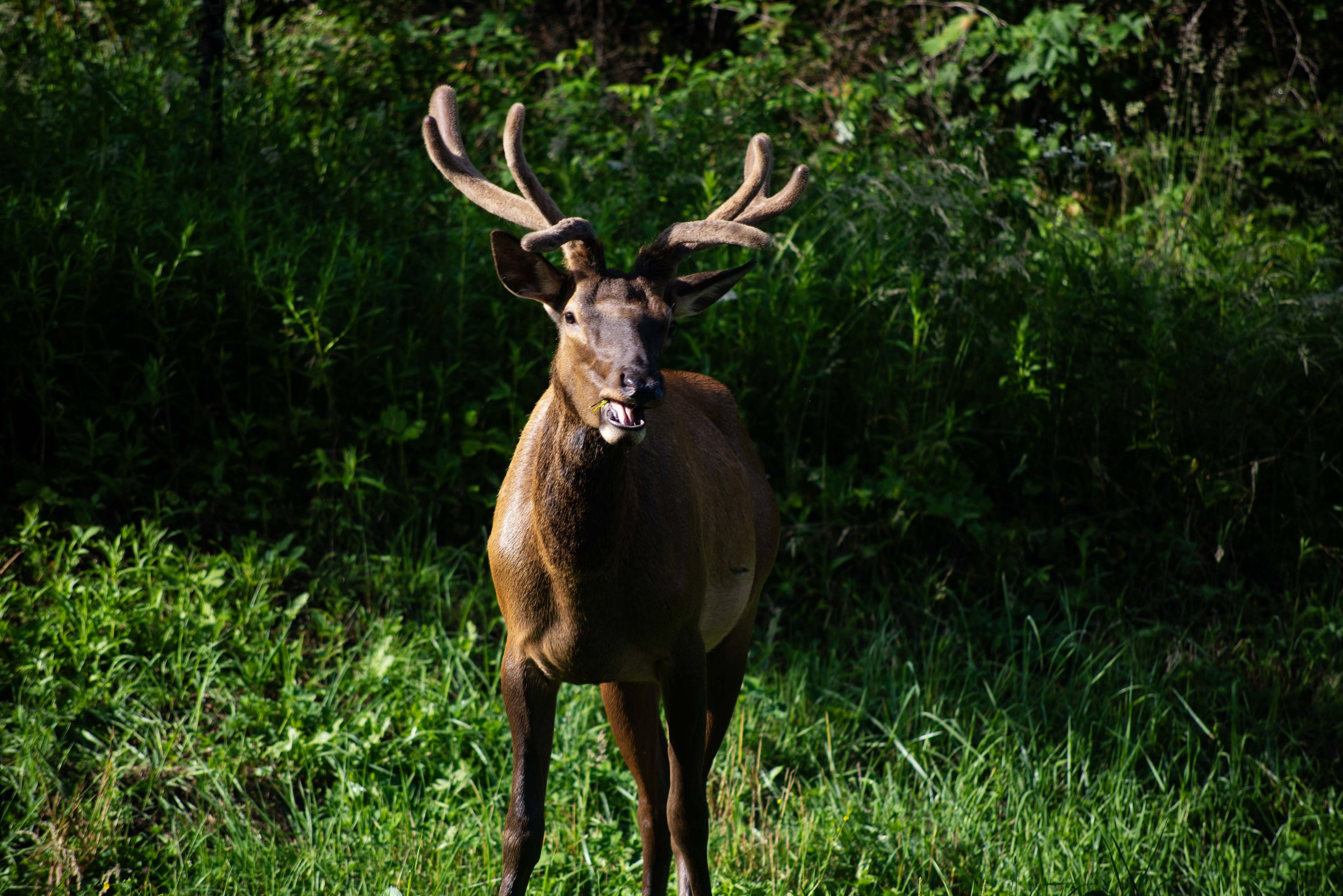 Elk Chewing Grass.jpg
