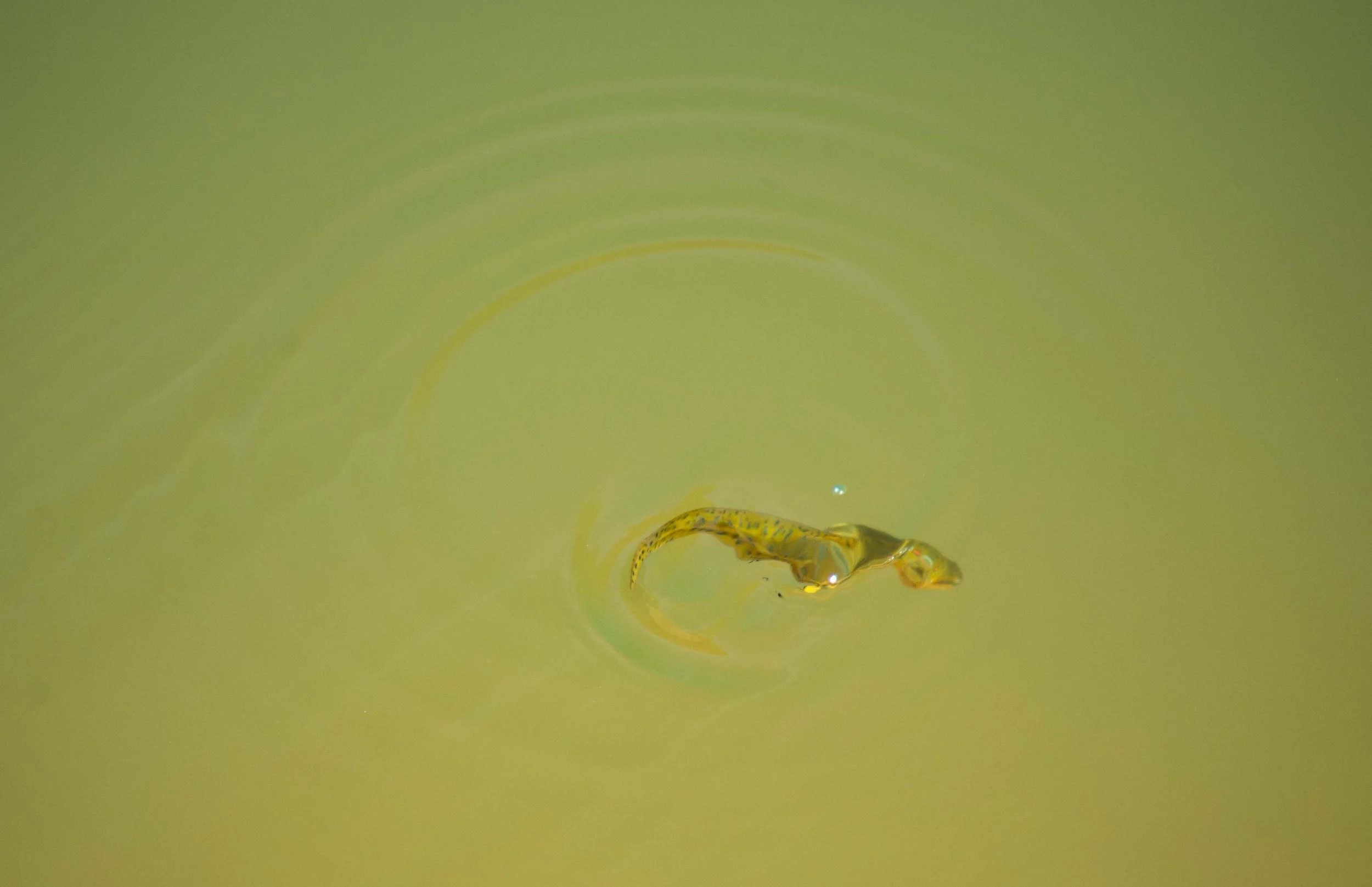 Salamander Wake.jpg