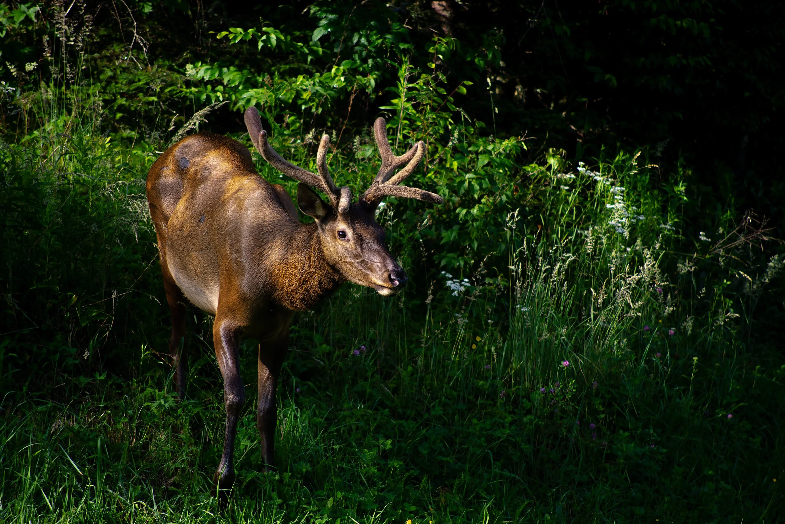 Elk in Sunlight copy.jpg