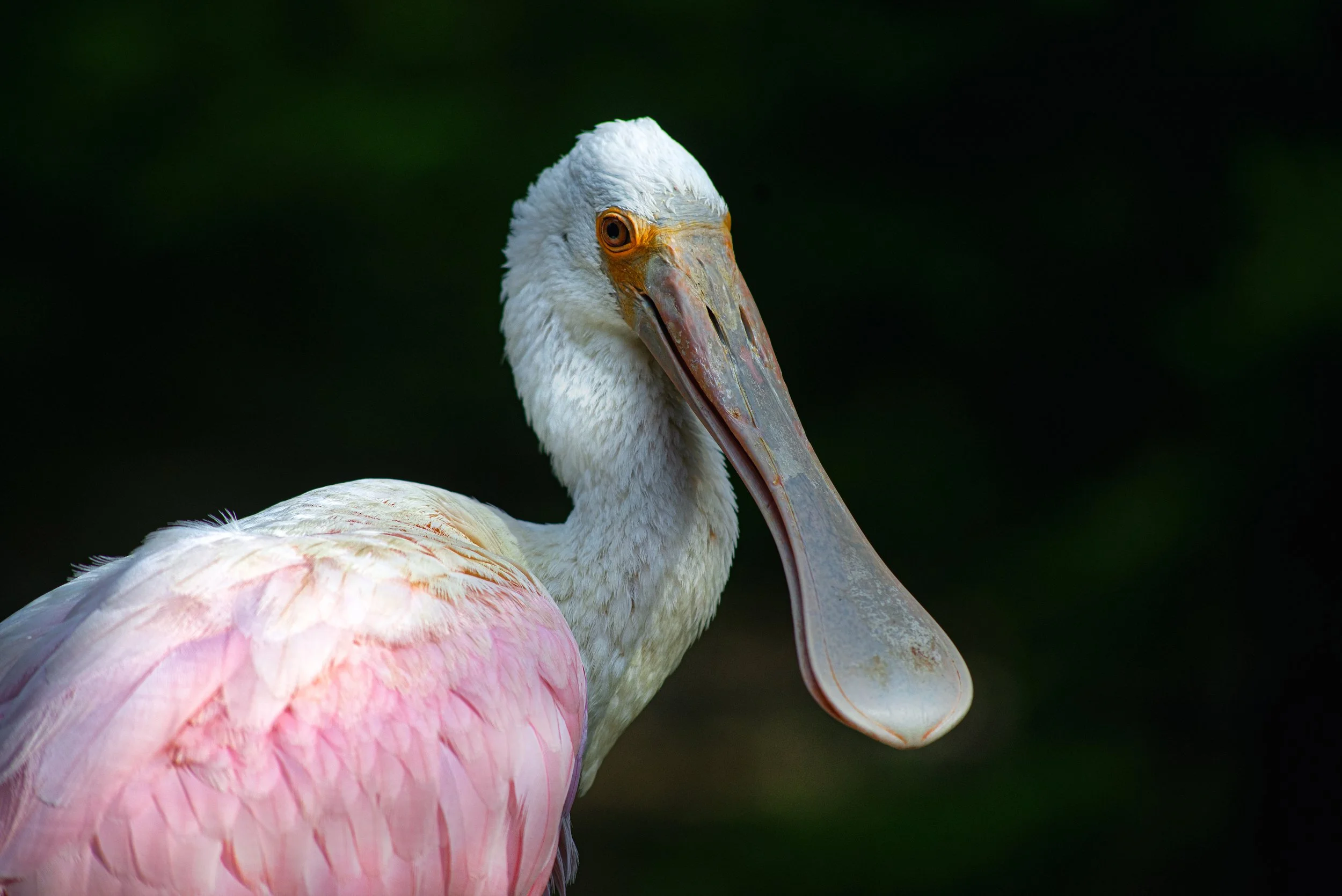 SpoonbillPortrait1.jpg