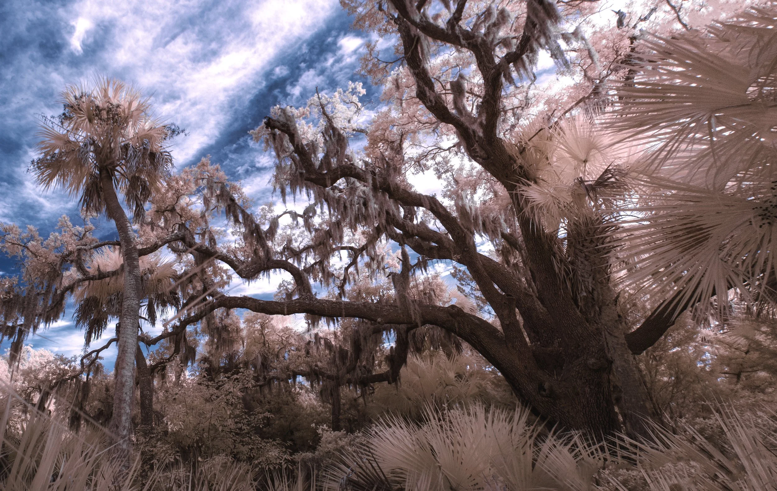 PickneyOakPalmGrovePanoramic copy.jpg