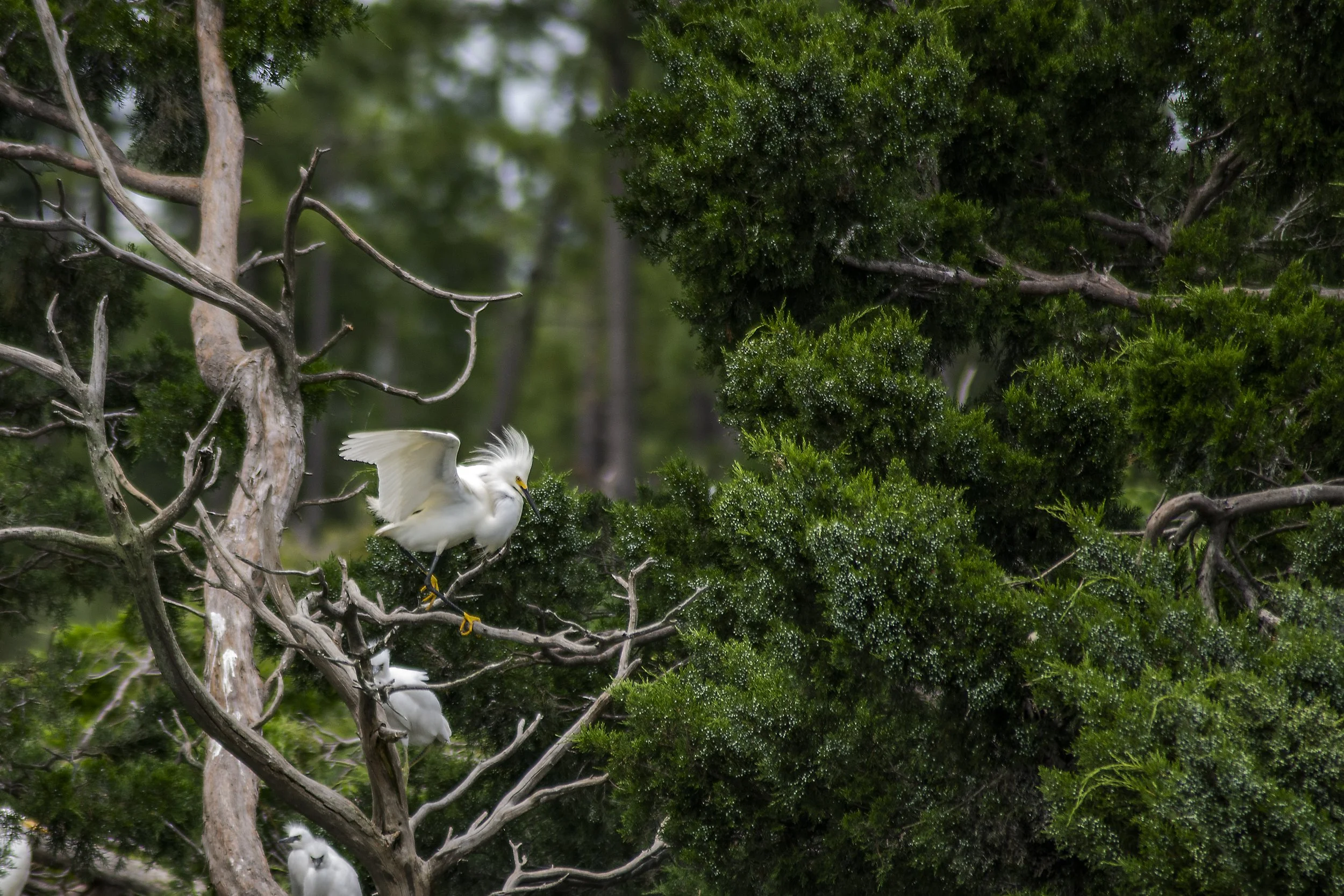 WindyDayEgret.jpg