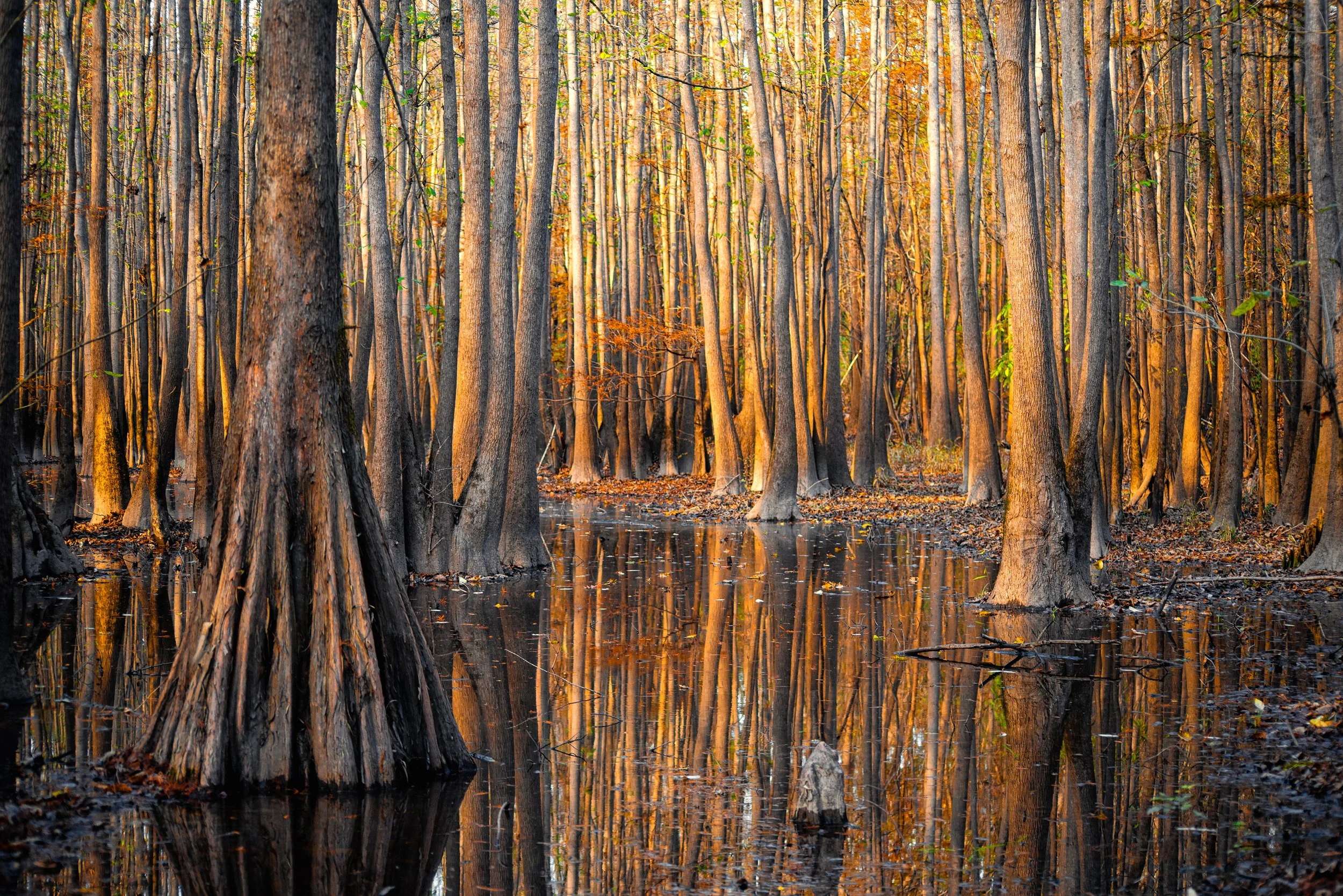 Cypress Creek Sunset copy.jpg