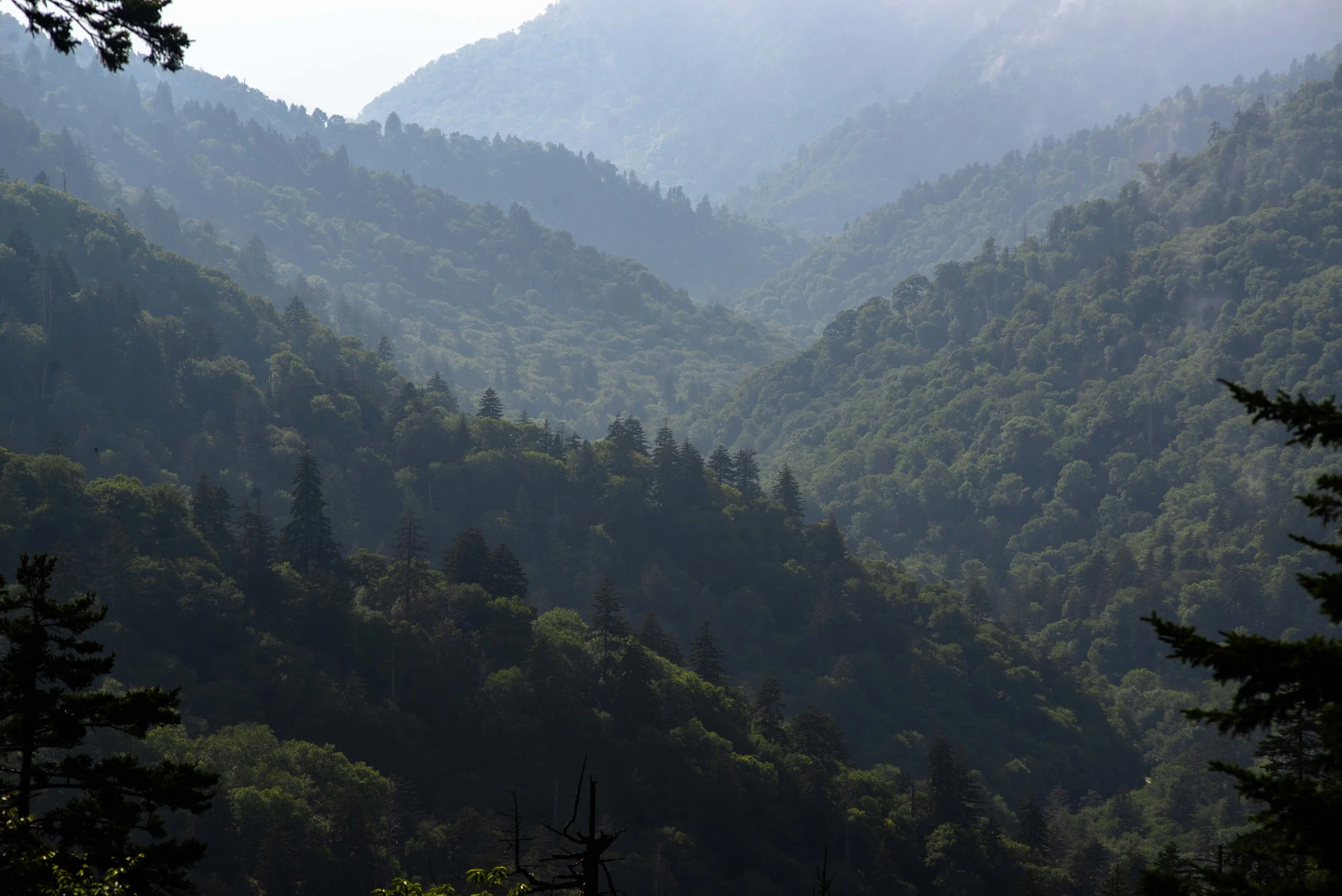 Forest Ridges.jpg