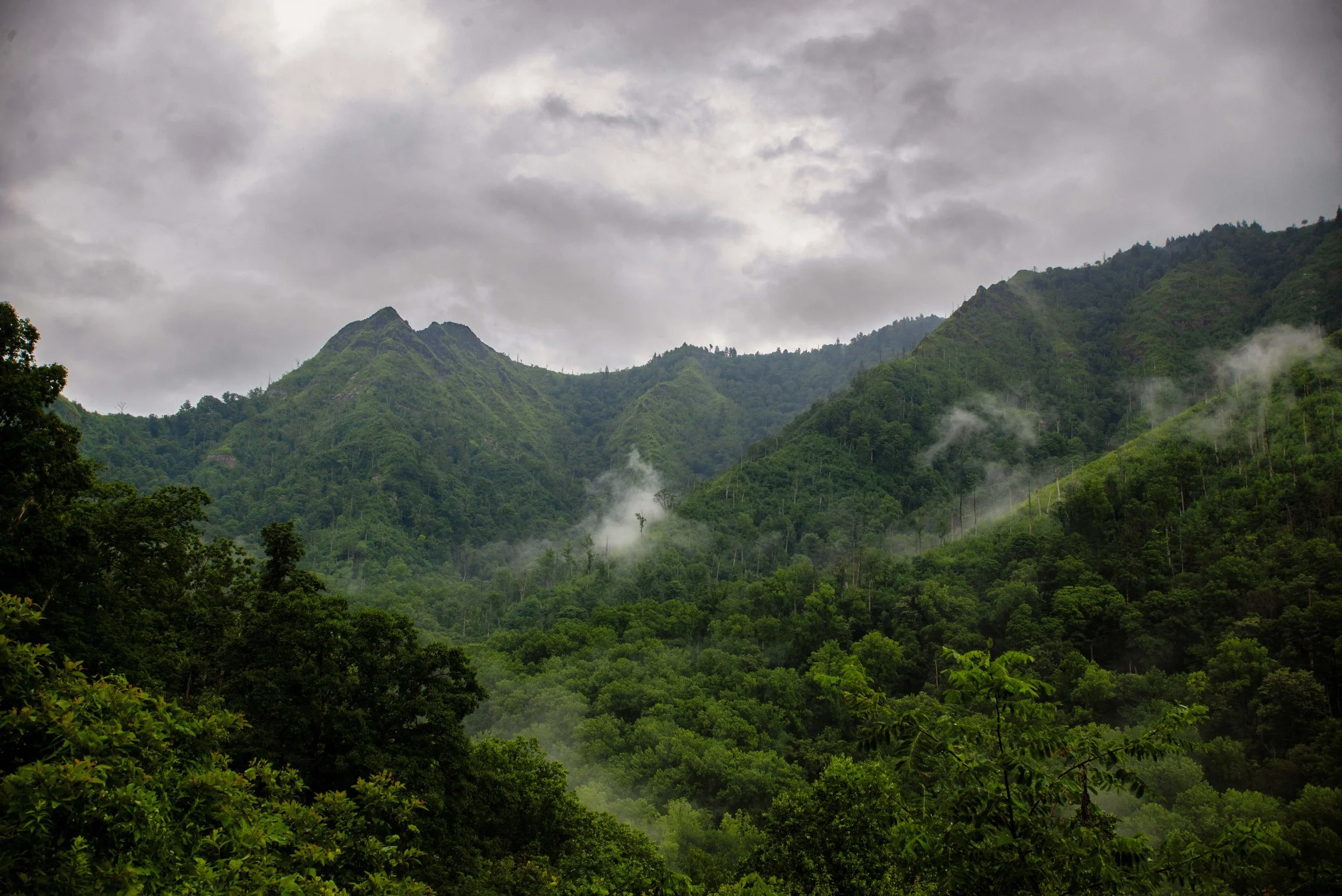 Misty Green Mountains.jpg