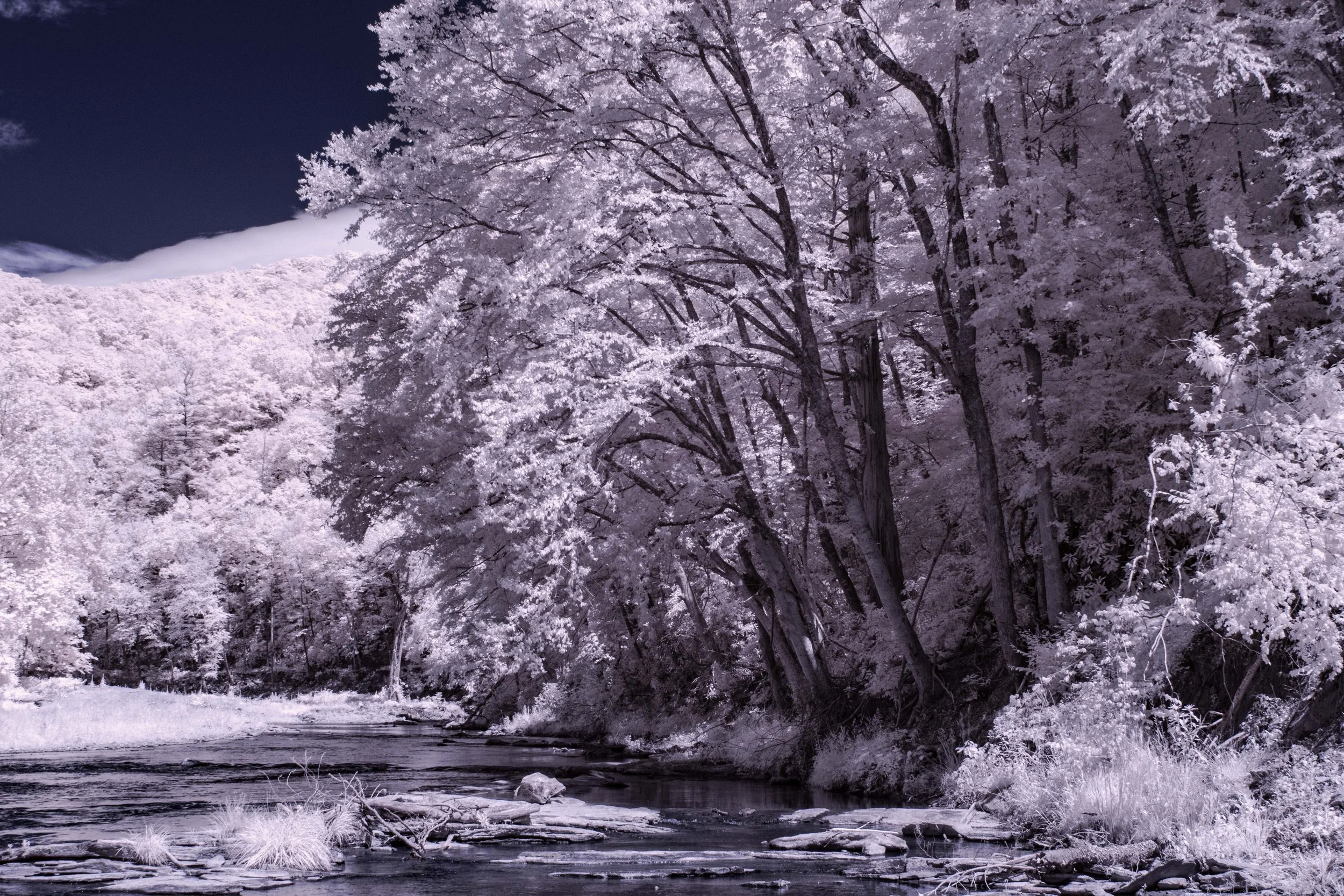 Forest River Grove Springmaid IR.jpg